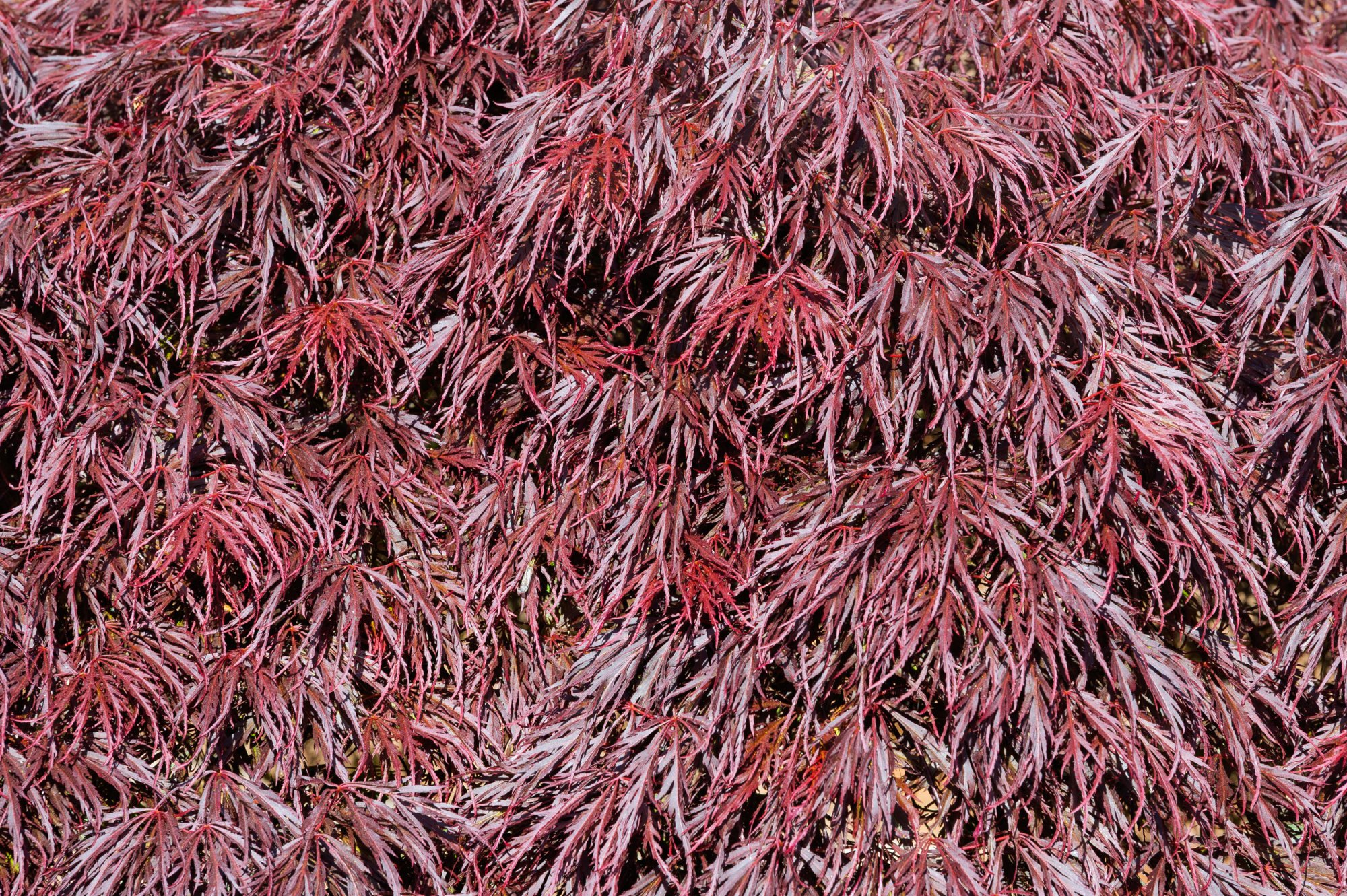 JapaneseMaple20250520.jpg