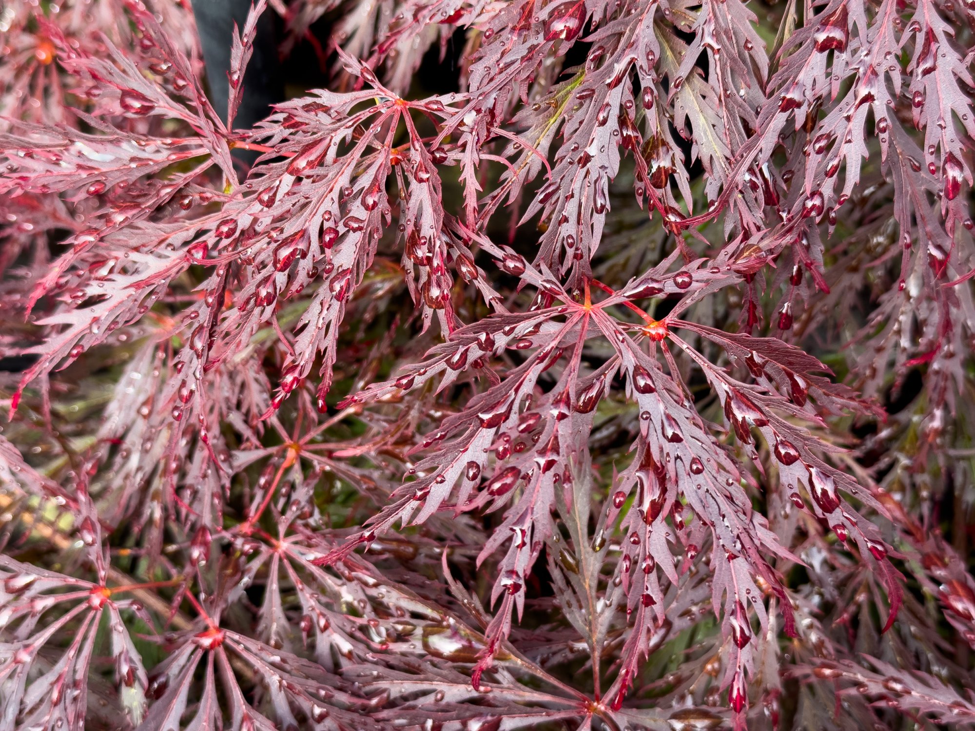 JapaneseMaple20250527.jpg