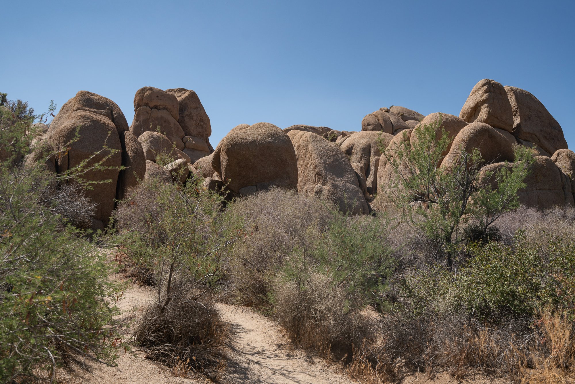 Joshua Tree - 2500px-16.JPG