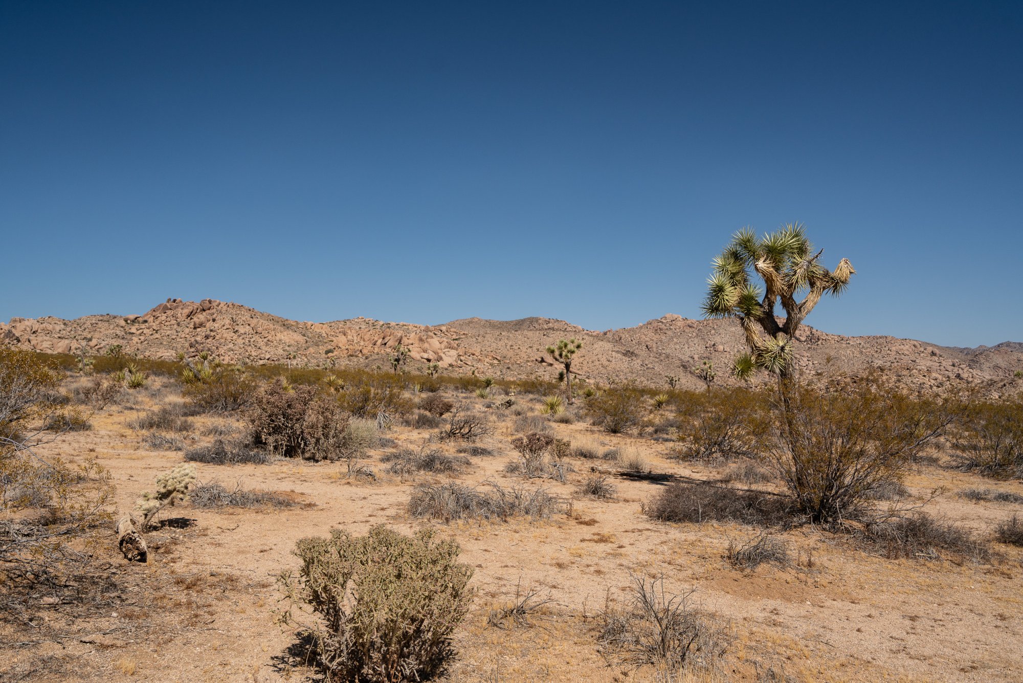 Joshua Tree - 2500px-5.JPG