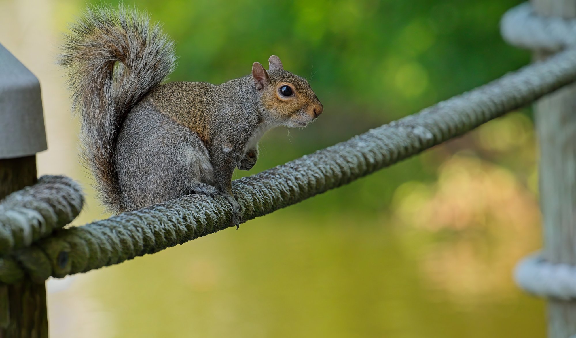 Just Hanging Out on the Boardwalk Rope.jpeg