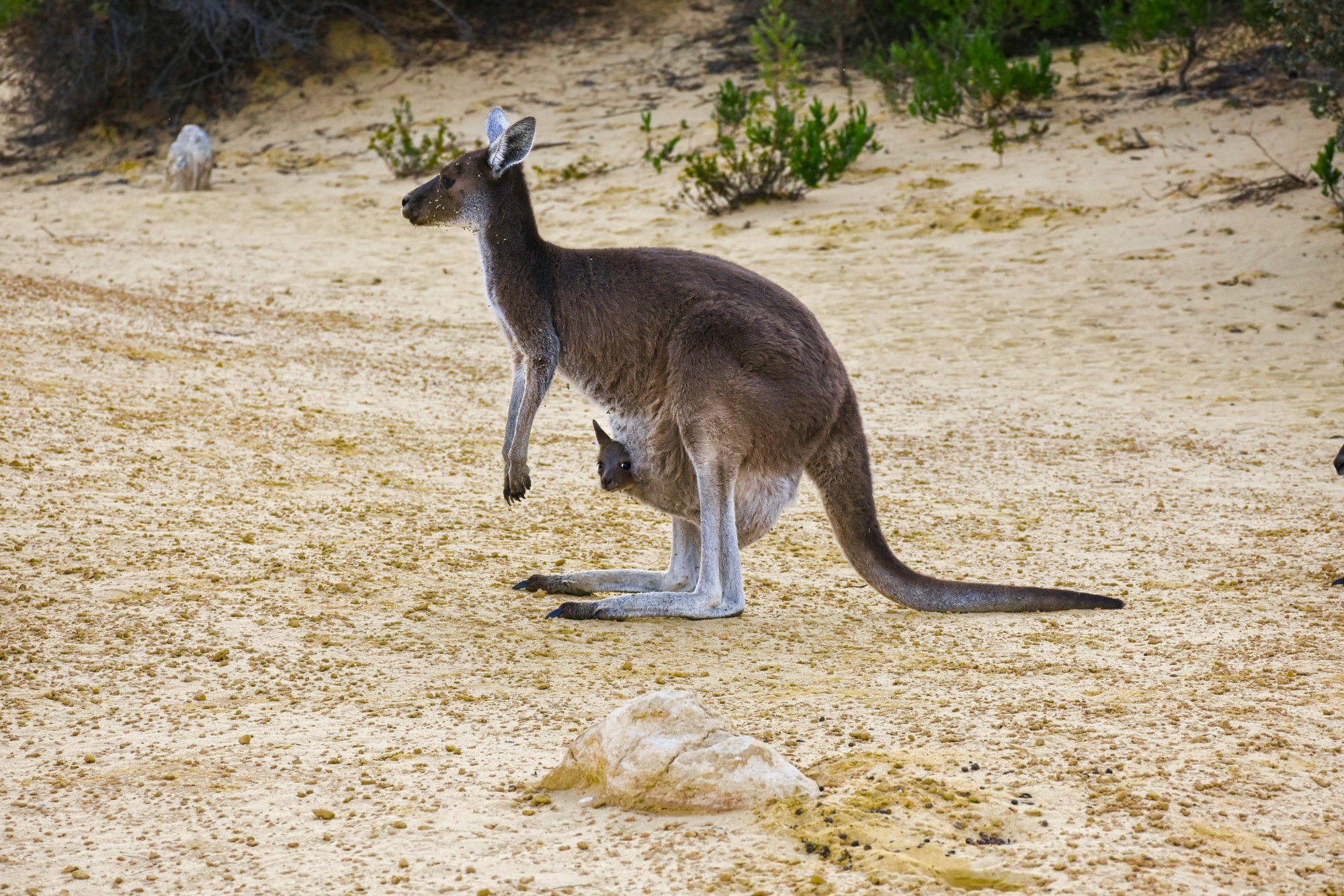 Kangaroo.jpg