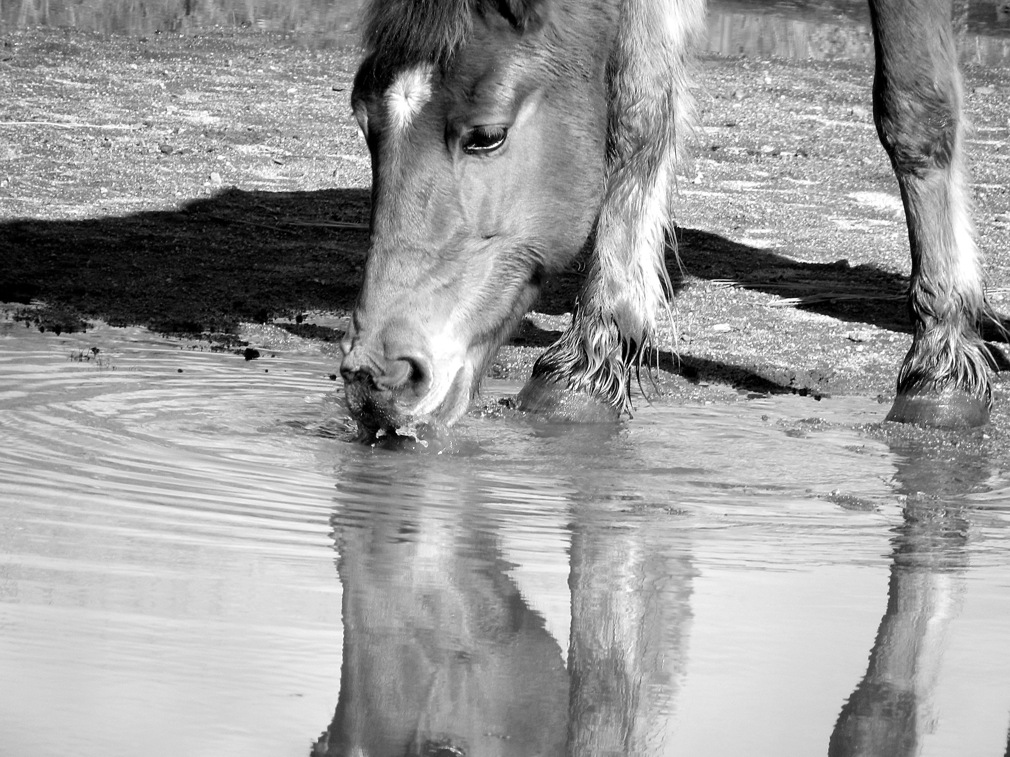 Kirby playing in the water copy xbw.jpg