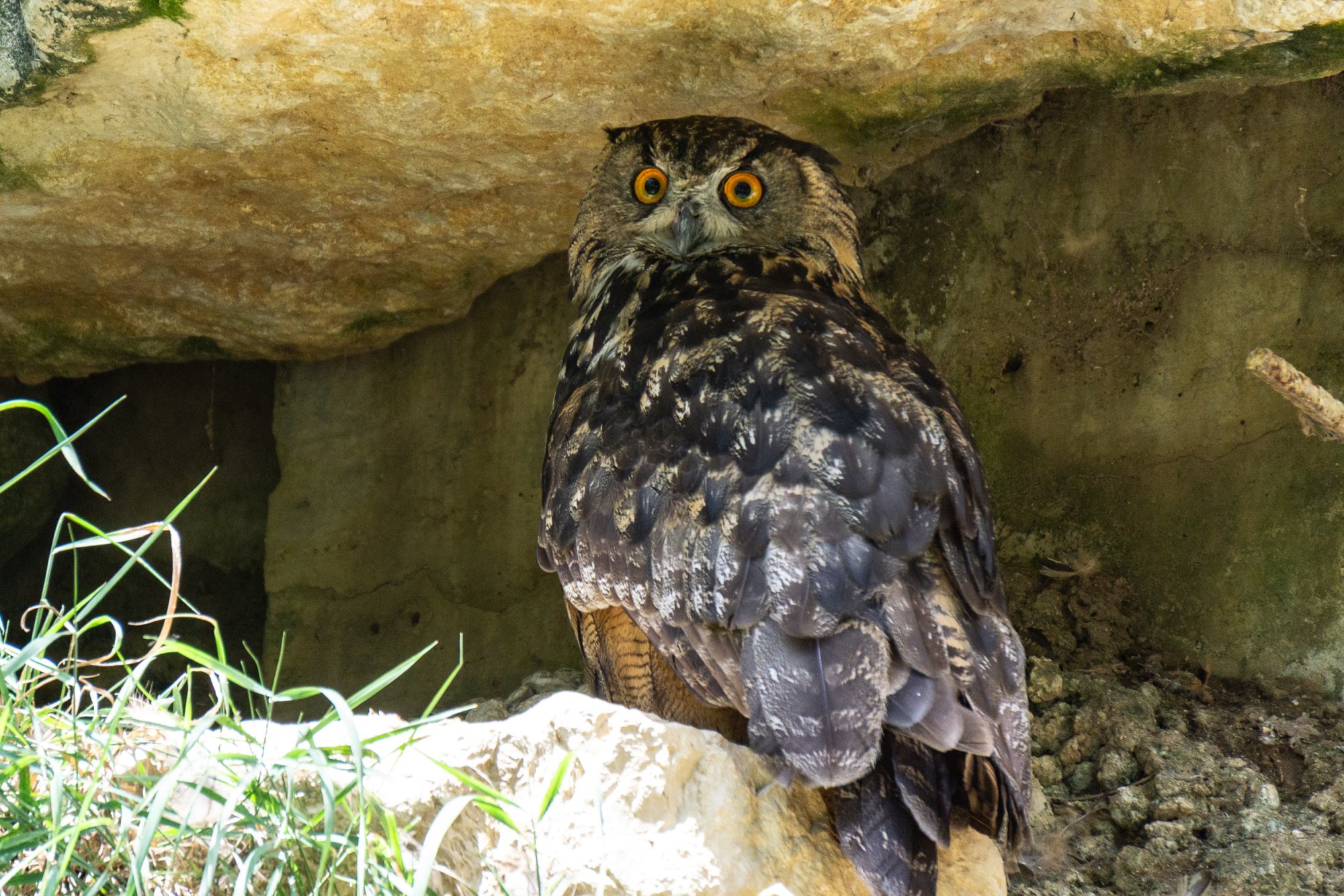 La Garenne Parc - 2500px-18.jpg