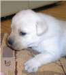 Lab puppy.jpg