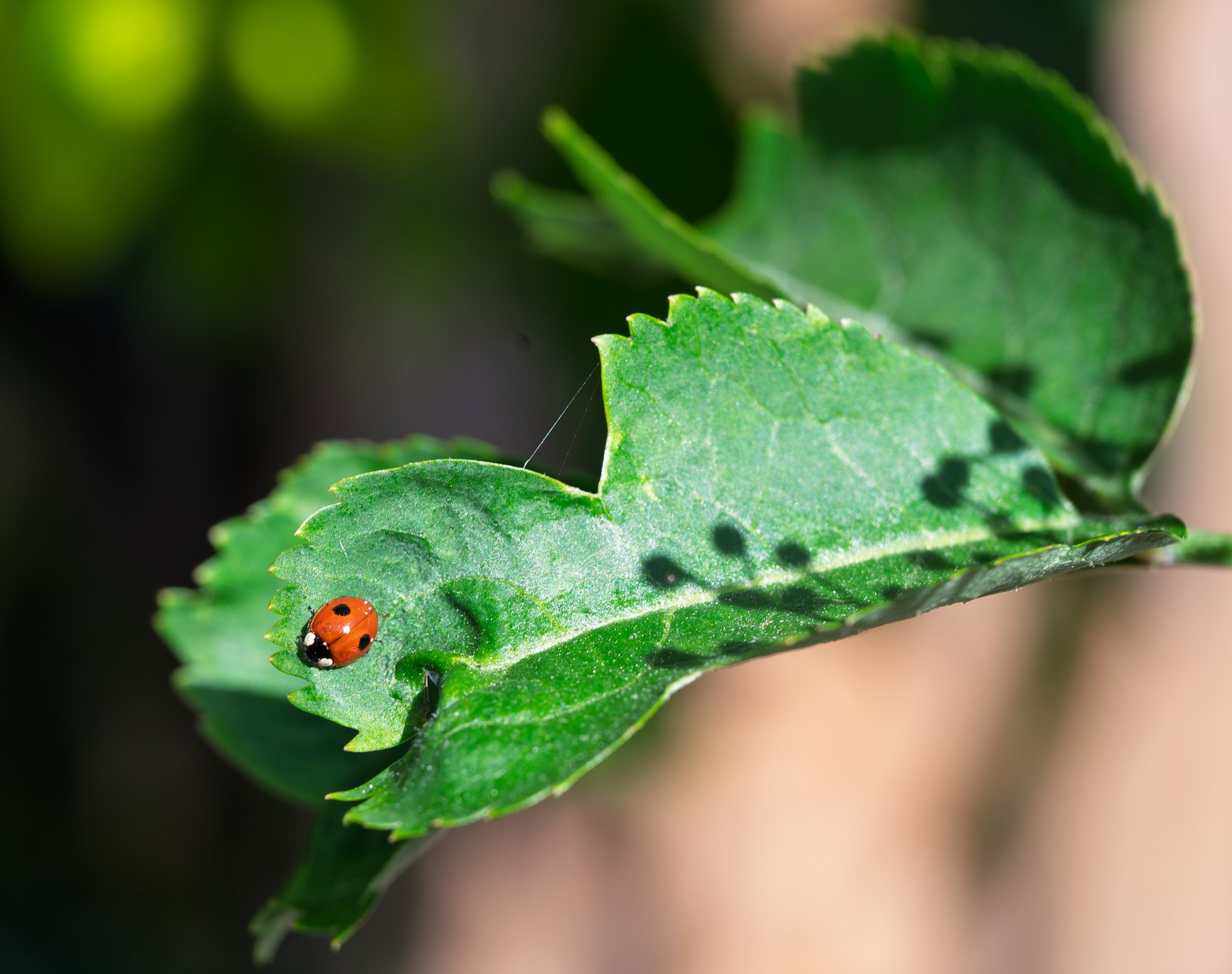 Ladybird20250520.jpg
