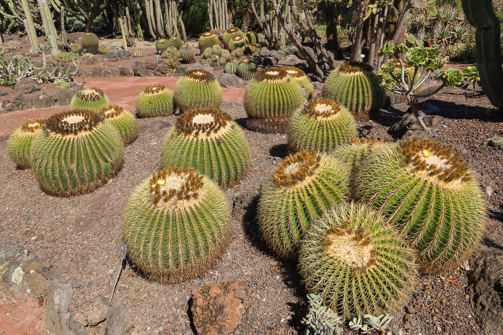 LasPalmasCactus20141029-1.jpg