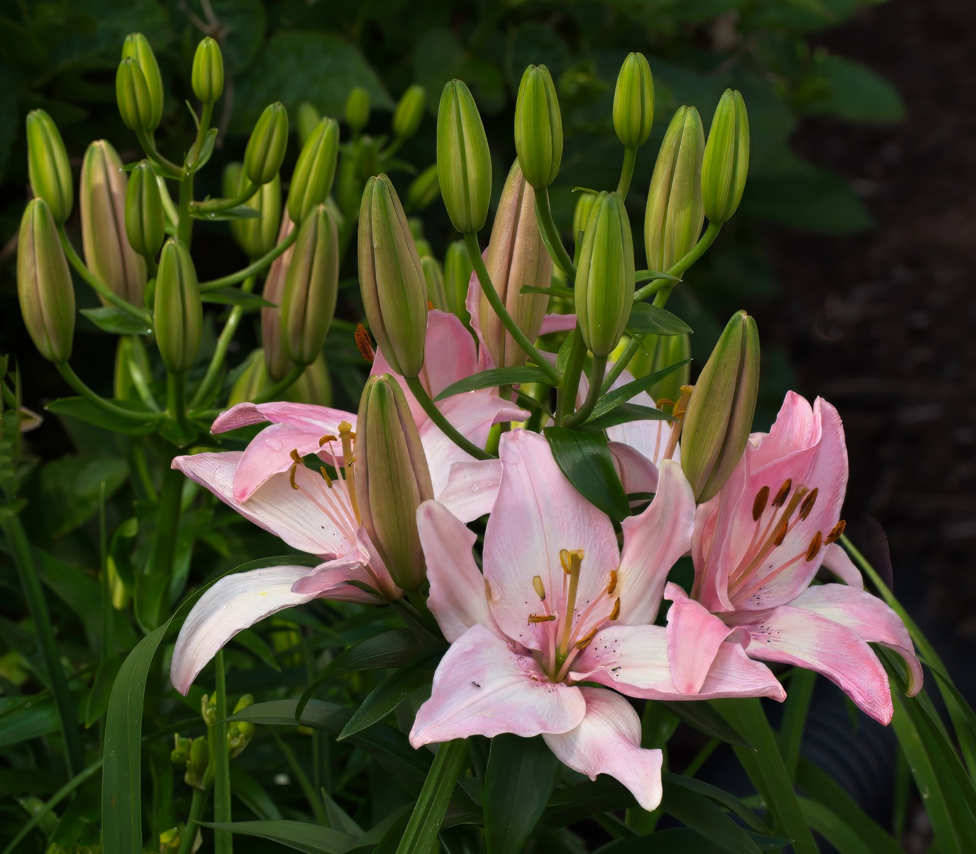 Lilies in May.jpeg