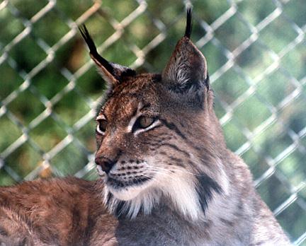 lynx.jpg
