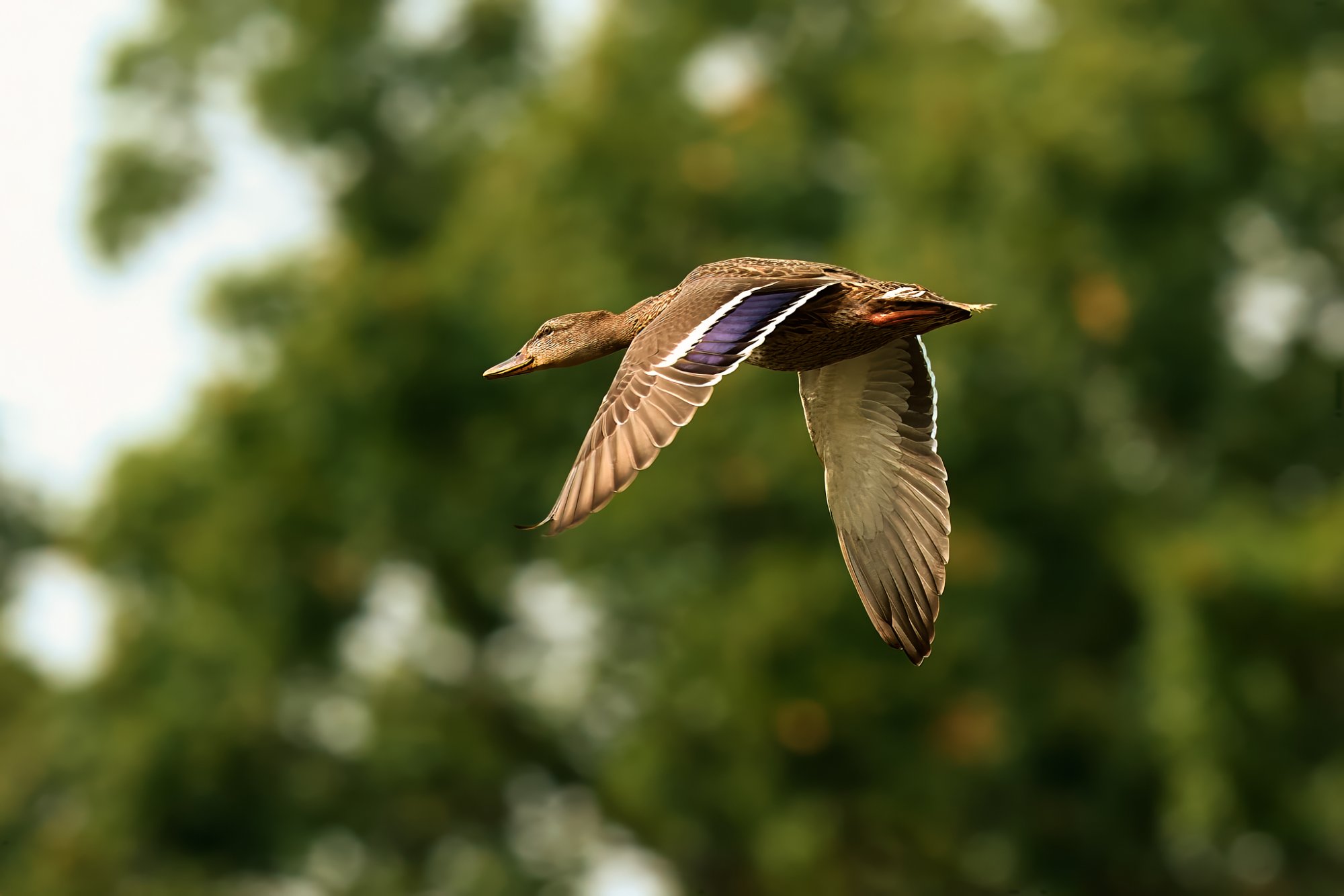 mallard-duck-0309-24-08-15.jpg