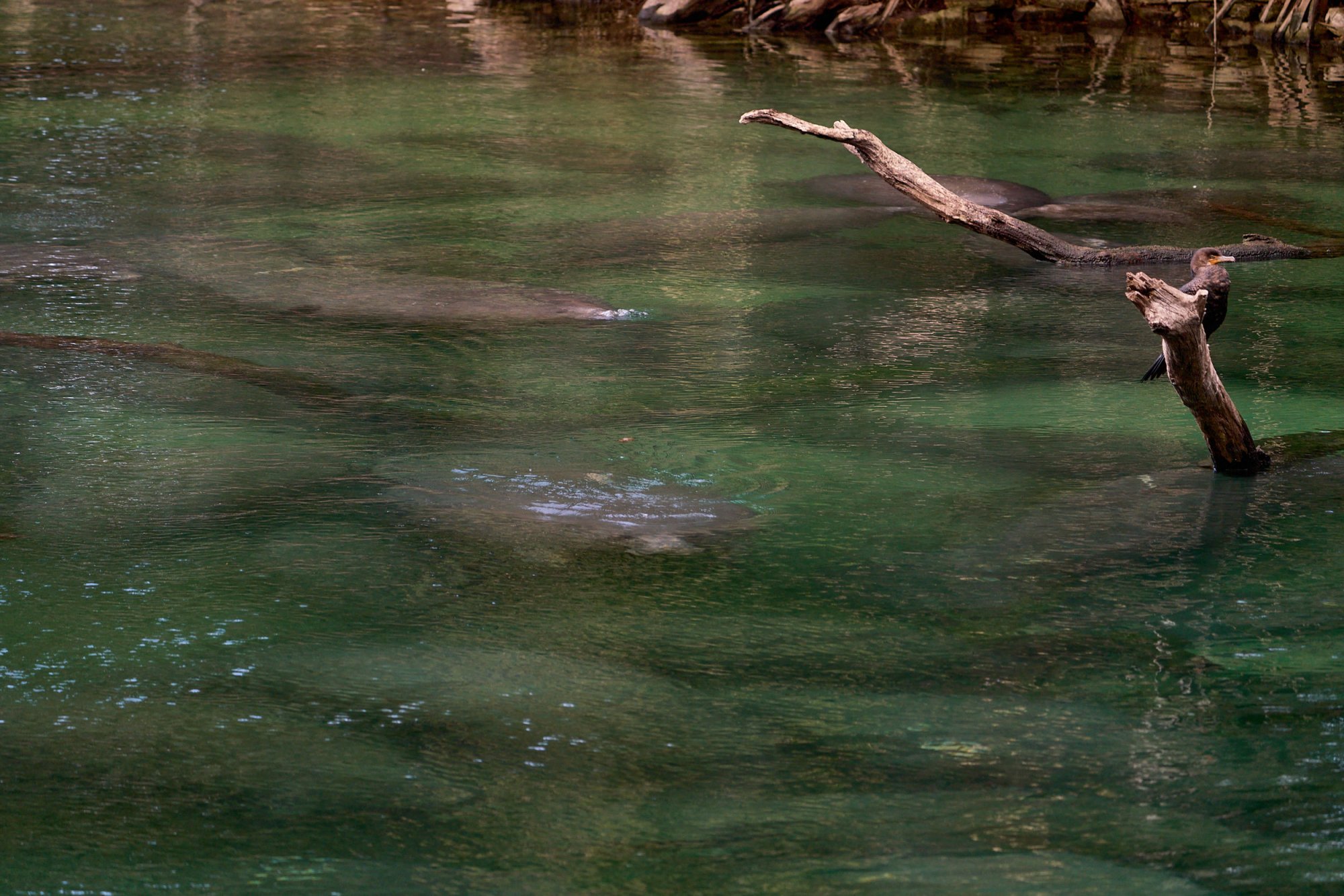  Manatee Jan 2025 - 2500px_3.jpg