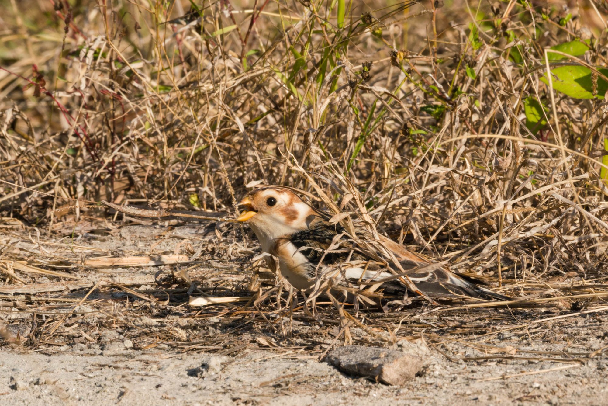 Merritt Island Snow Bunting - 2500px-11.jpg