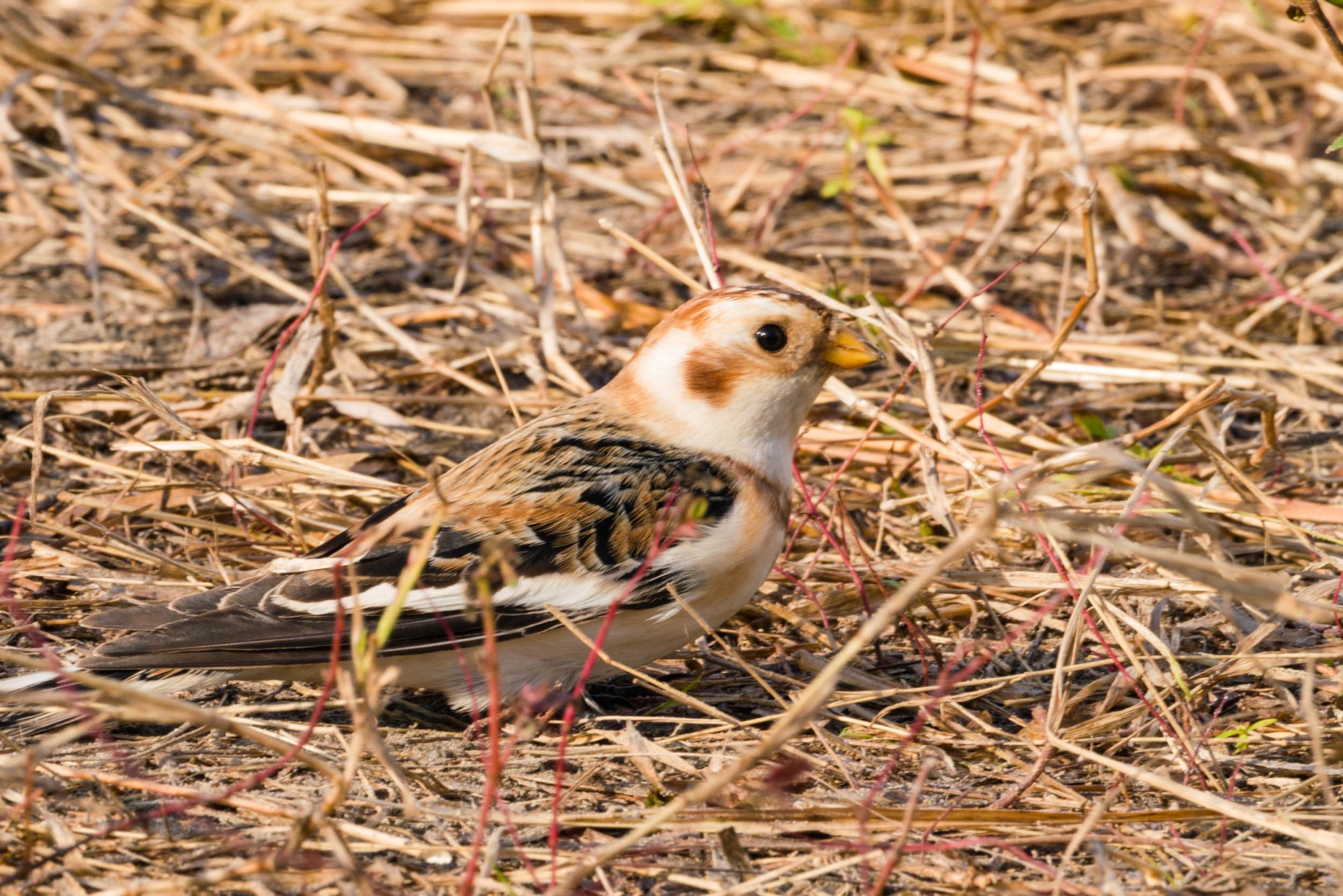 Merritt Island Snow Bunting - 2500px-14.jpg