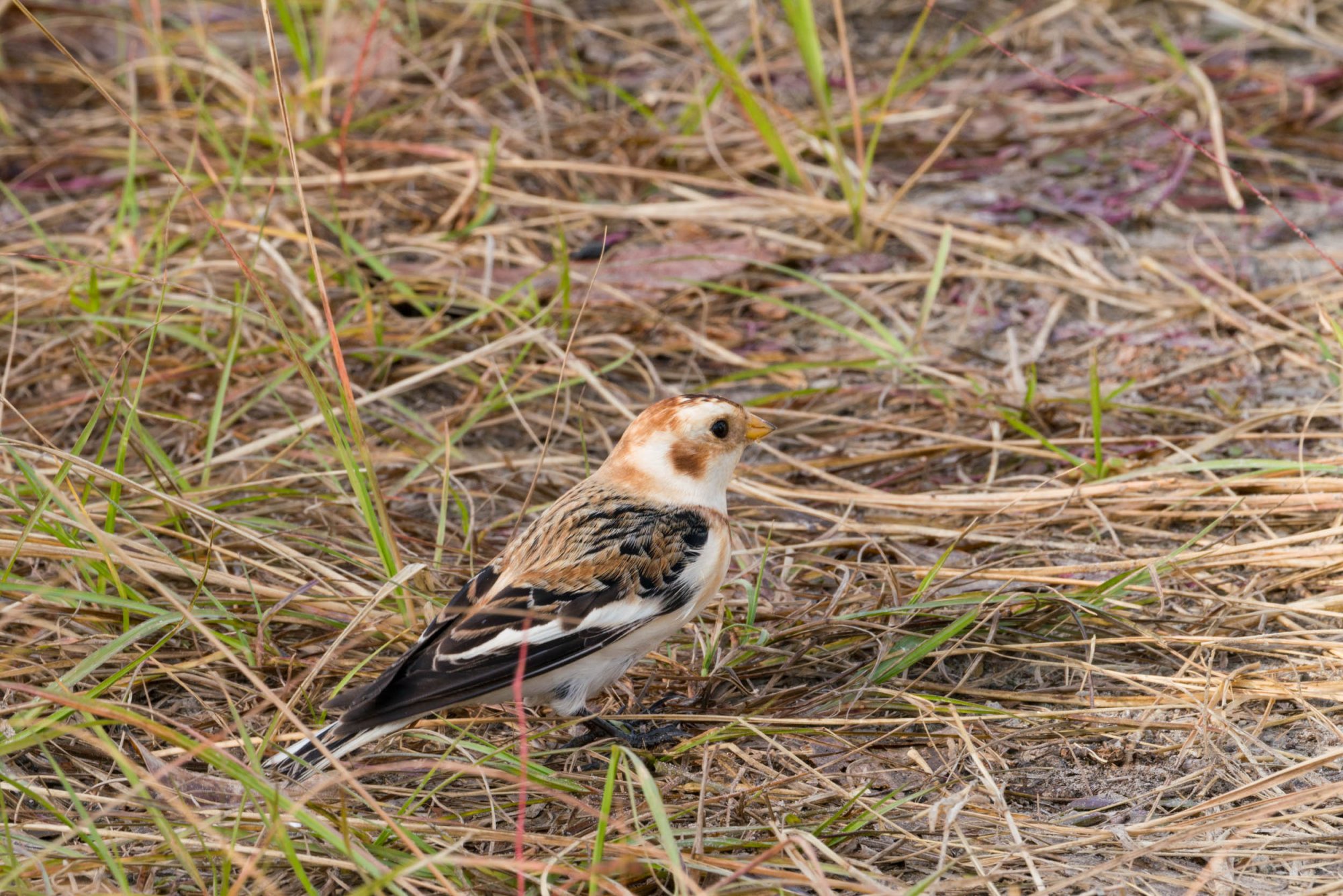 Merritt Island Snow Bunting - 2500px-17.jpg