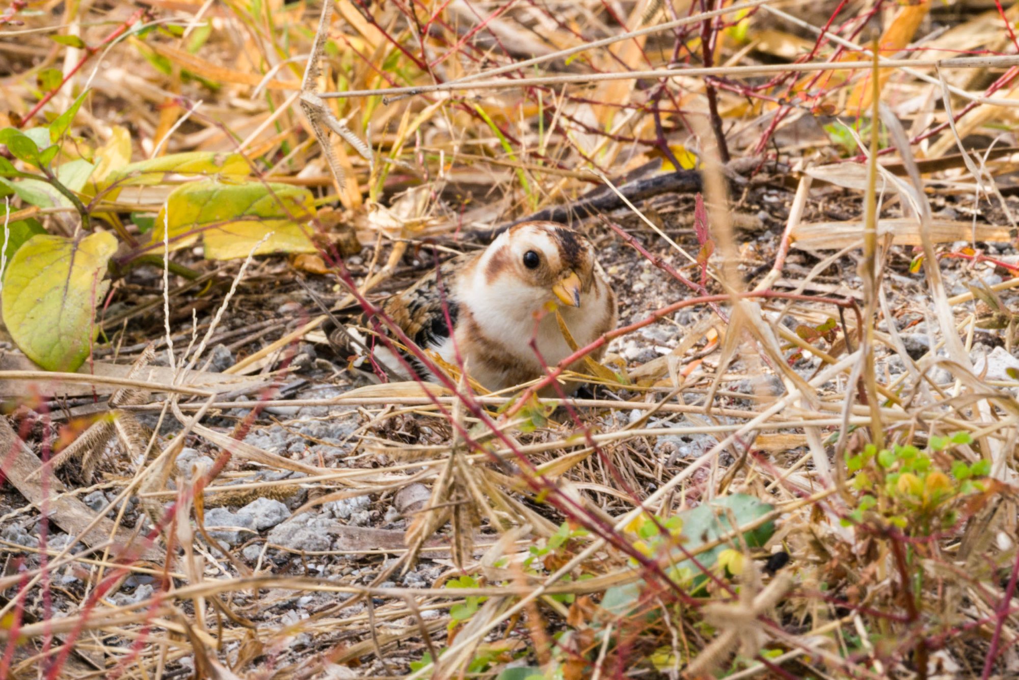 Merritt Island Snow Bunting - 2500px-22.jpg