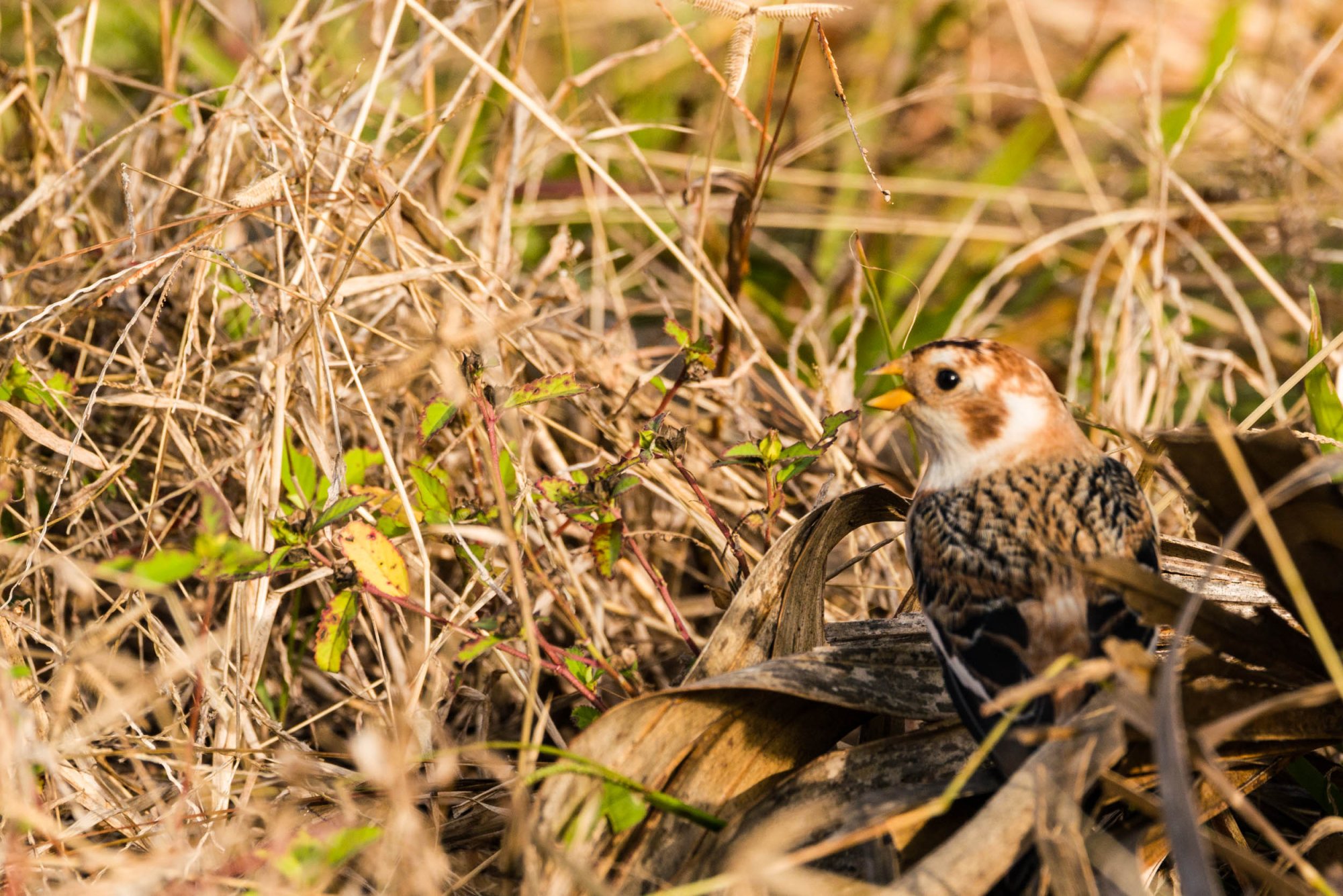 Merritt Island Snow Bunting - 2500px-6.jpg