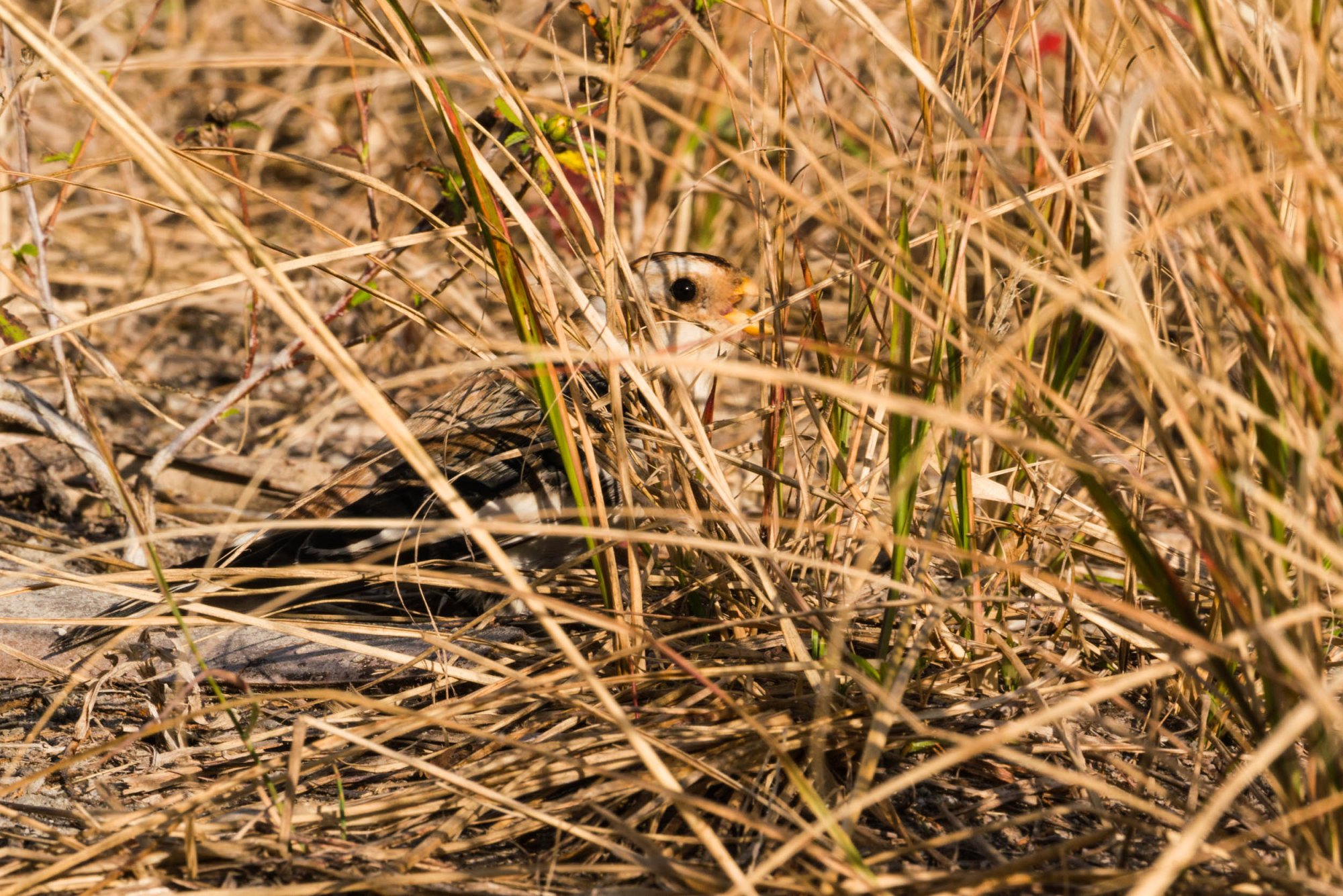 Merritt Island Snow Bunting - 2500px-8.jpg