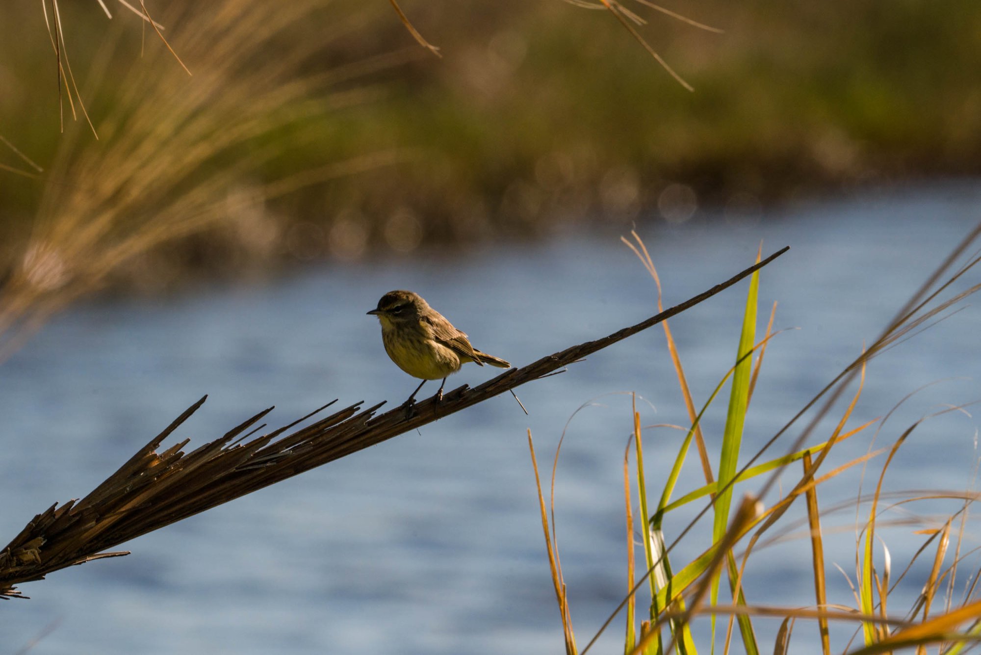 Merritt Island WR - 2500px-1.jpg