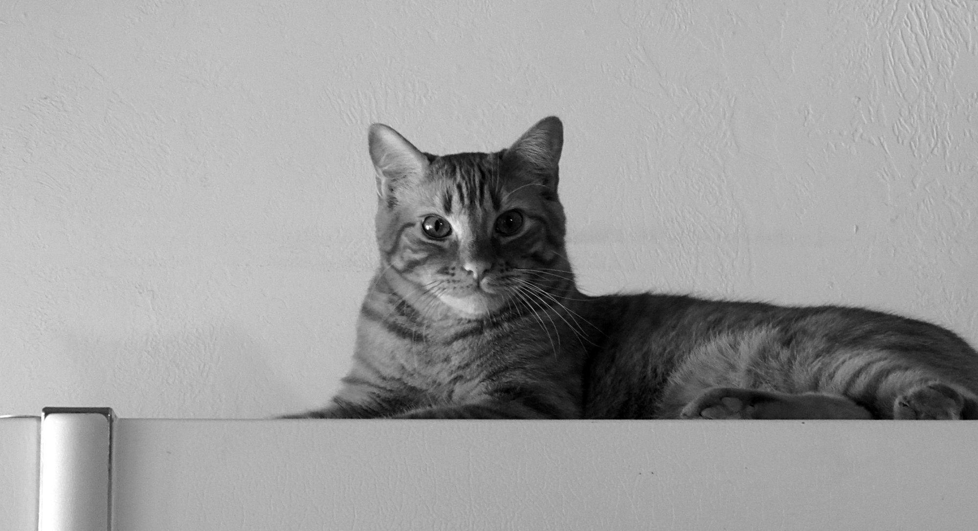 milo on fridge looking here xbw.jpg