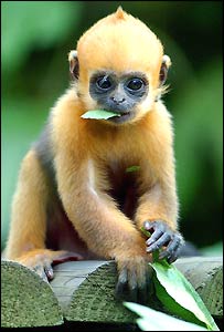 monkey.jpg