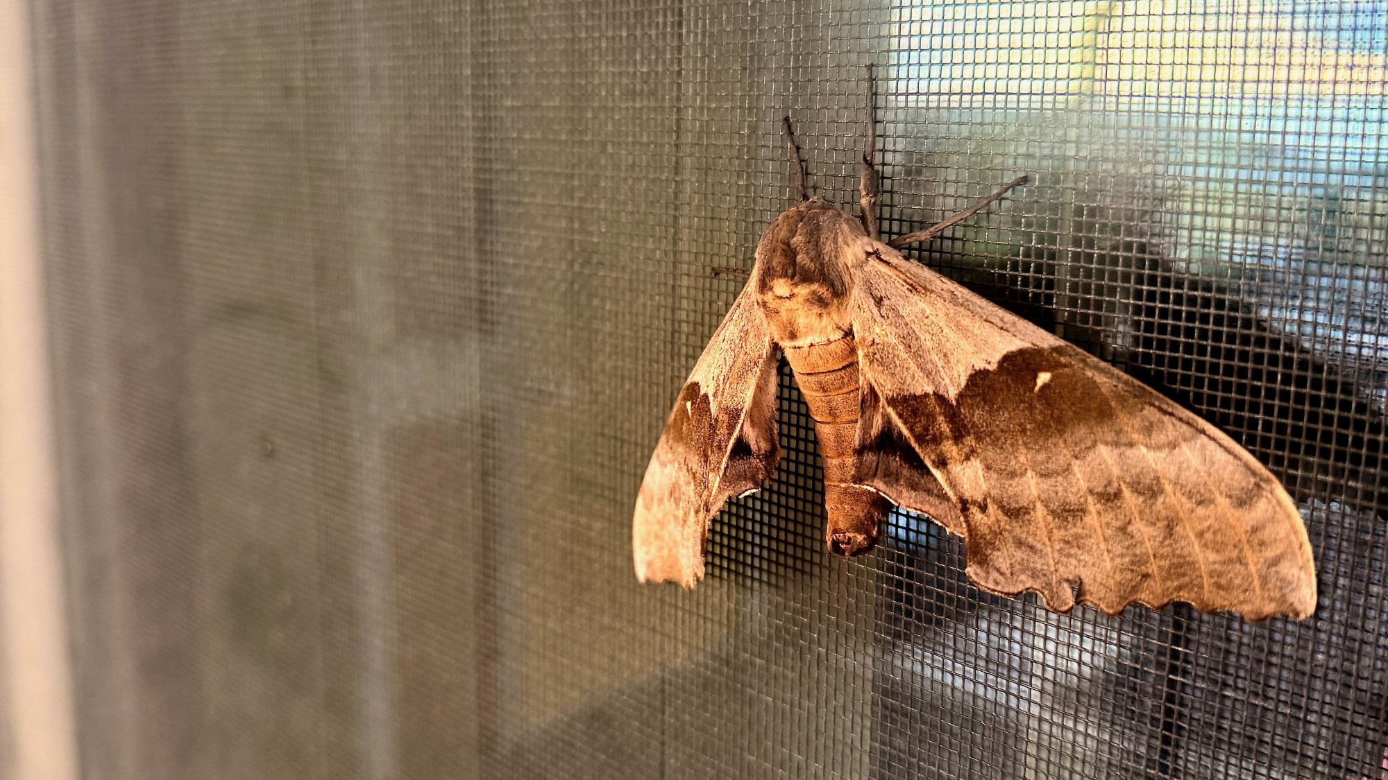 moth - 1.jpeg
