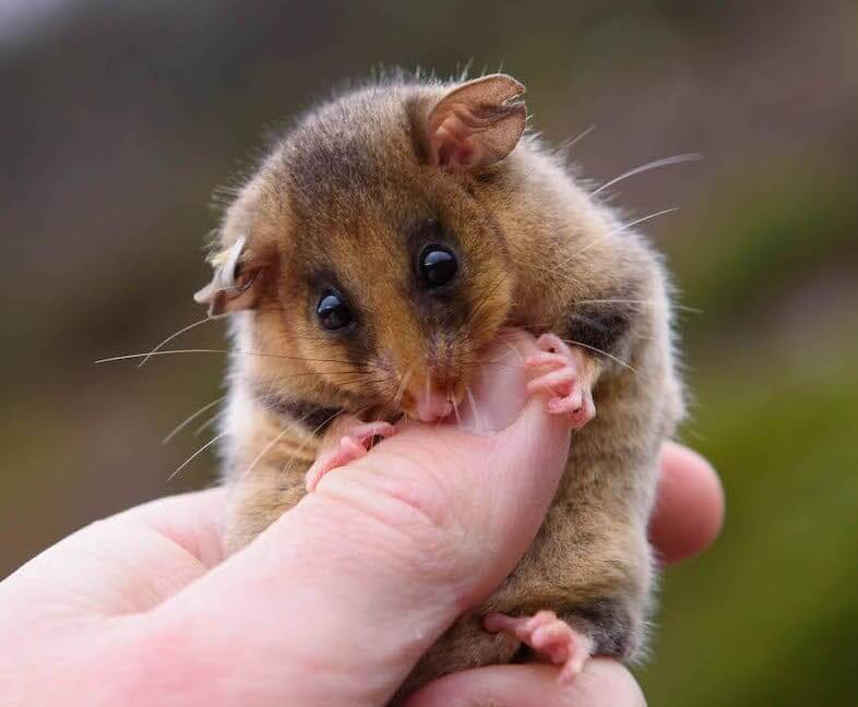 Mountain-Pygmy-Possum-by-Andy-Wettenhall.jpg