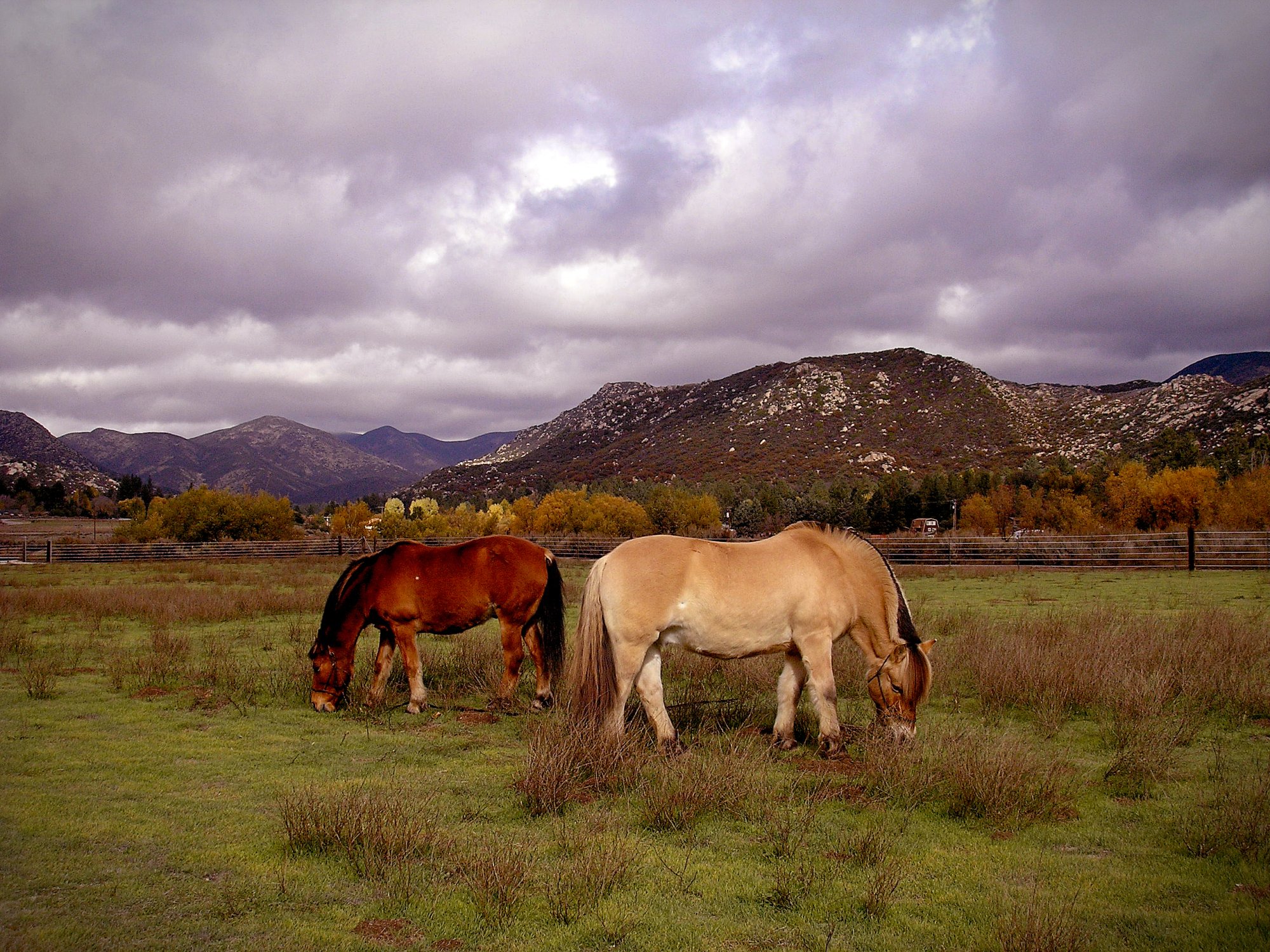 mtn backdrop grazing copy x.jpg