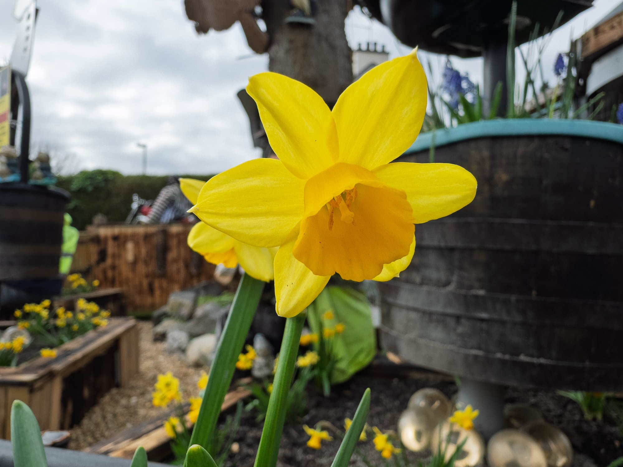 Narcissus20250331.jpg