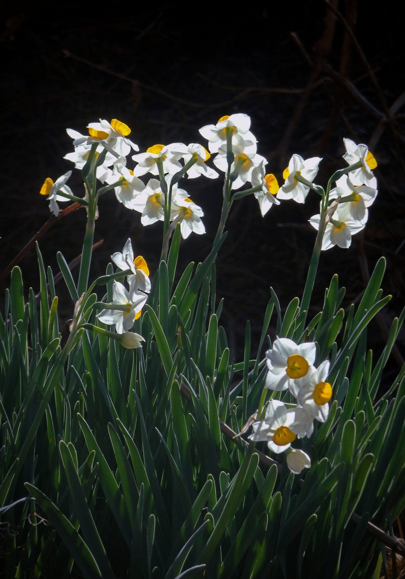 new daffodils in morning sun xv 3.jpg
