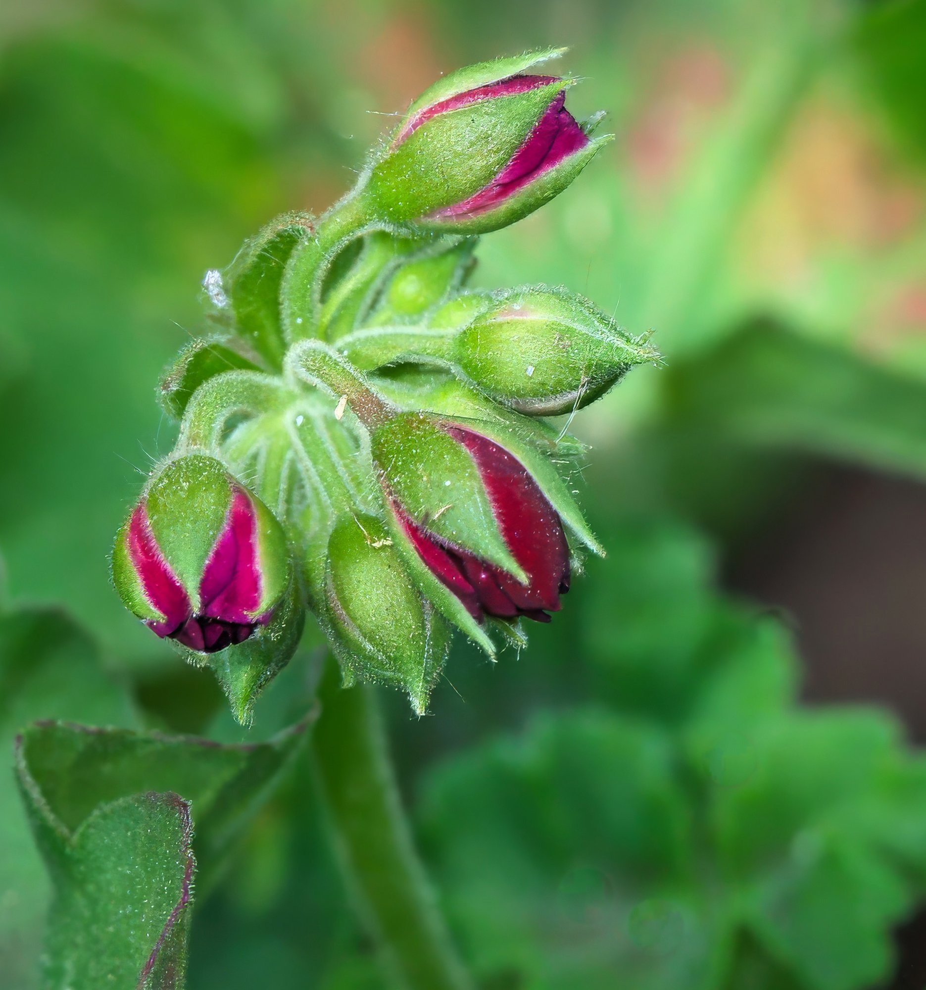 New Flowers on the Way.jpeg