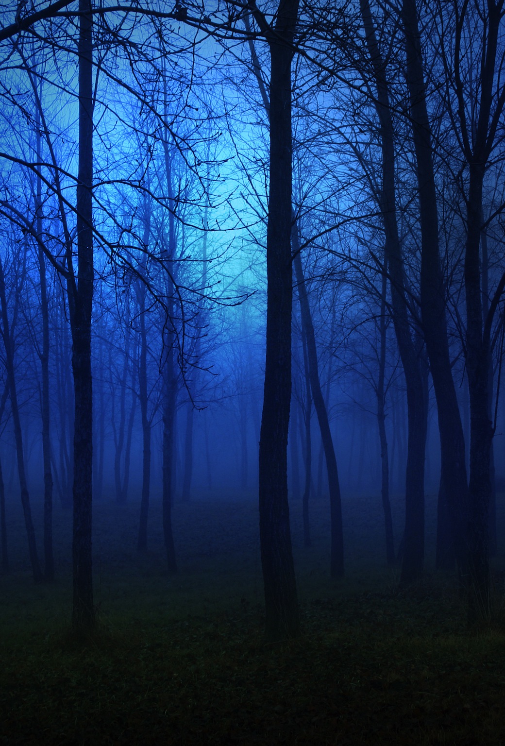 Night Forest.jpg