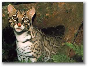ocelot2.jpg