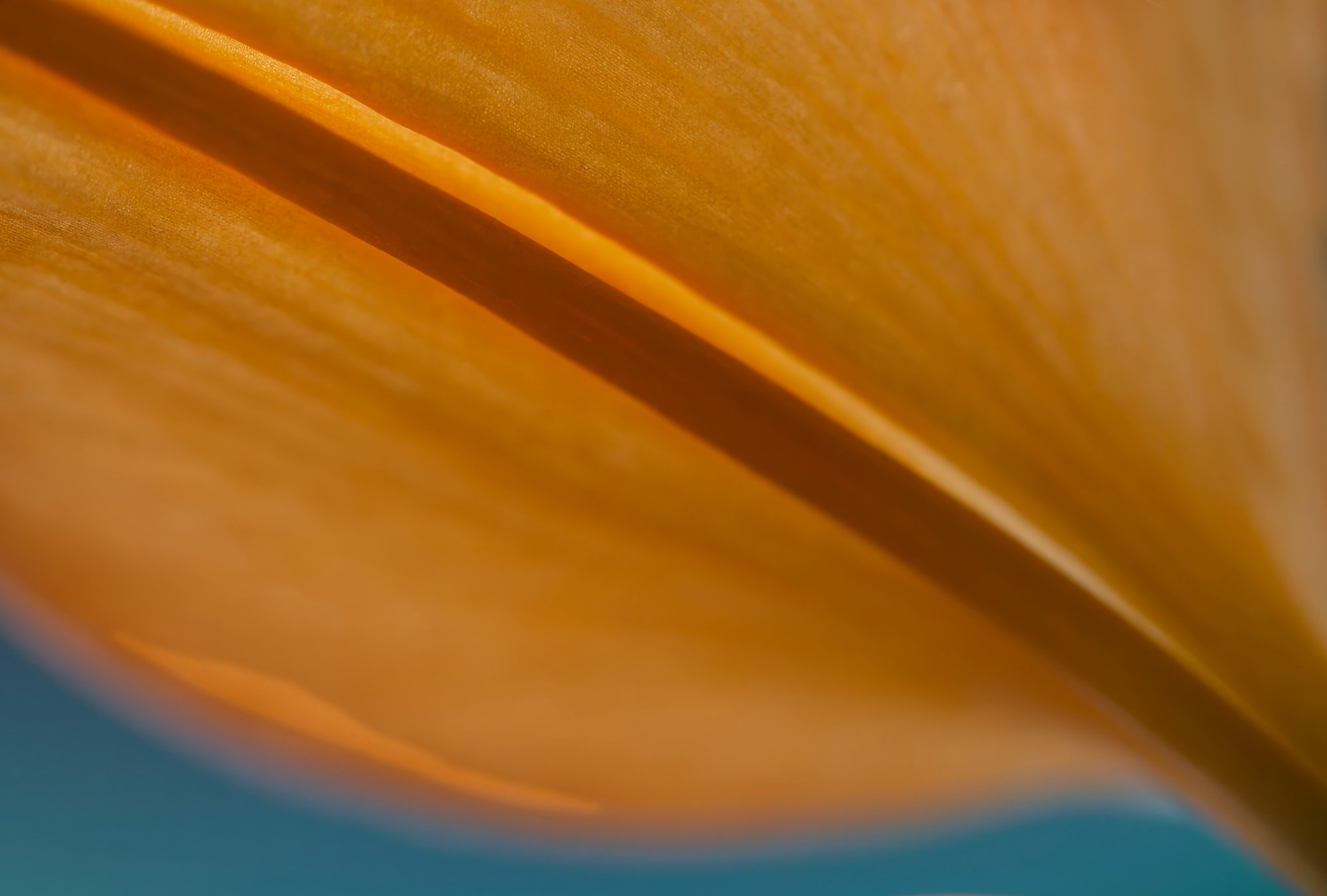 Orange on the Diagonal.jpeg