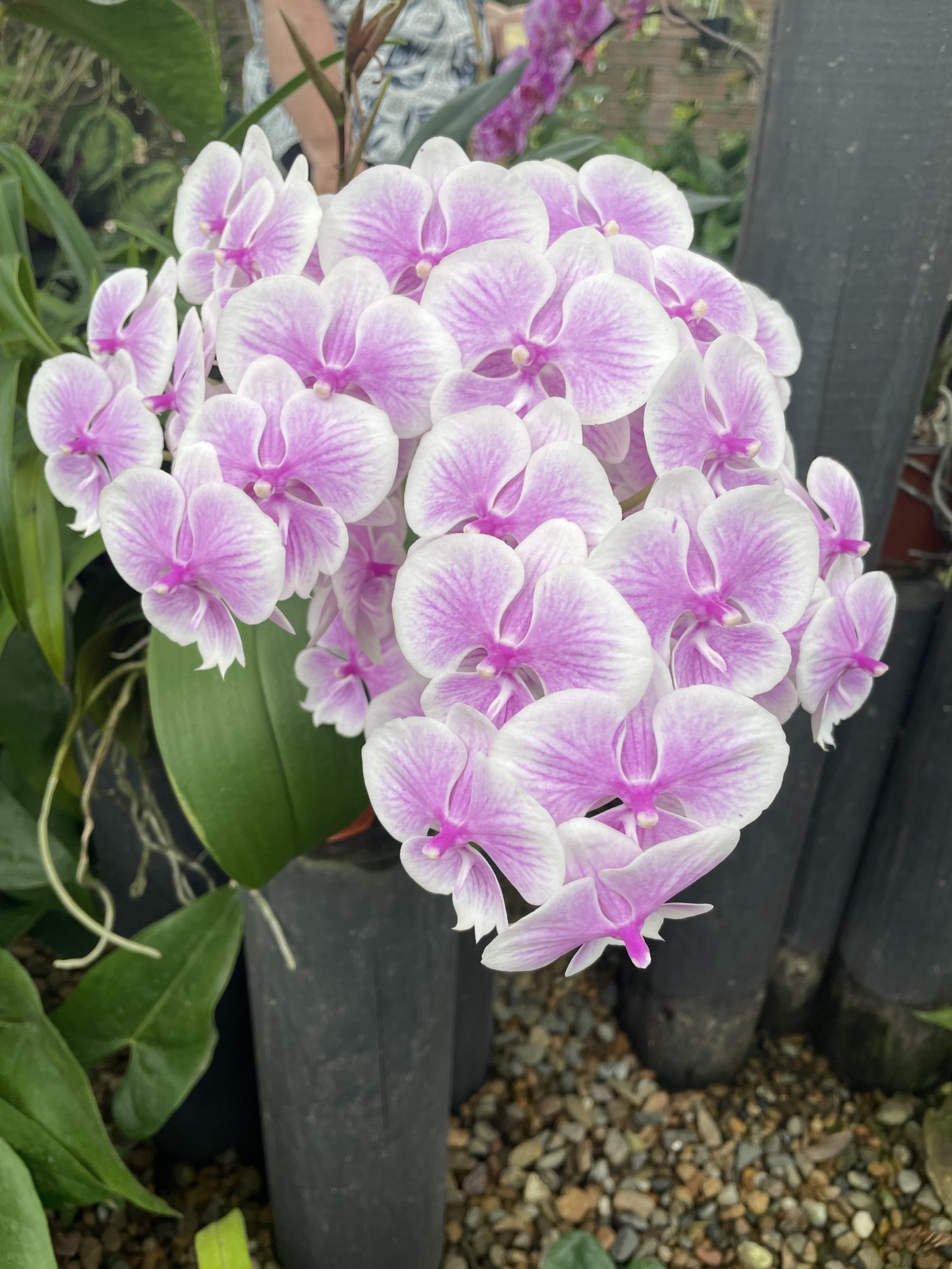 orchid01.JPG