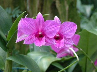 orchid2.jpg