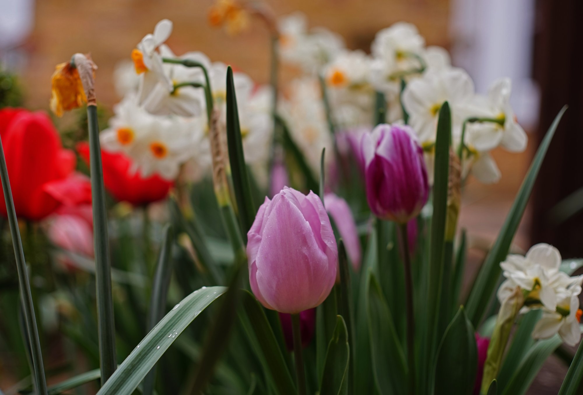 Our Front Garden.JPG