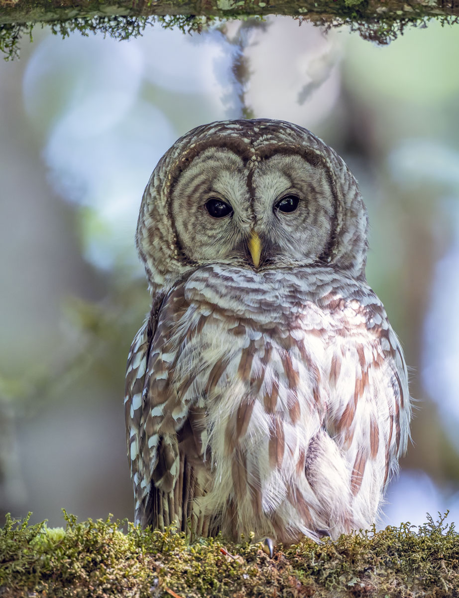 Owl_GRH0830-20250623_1200p.jpg