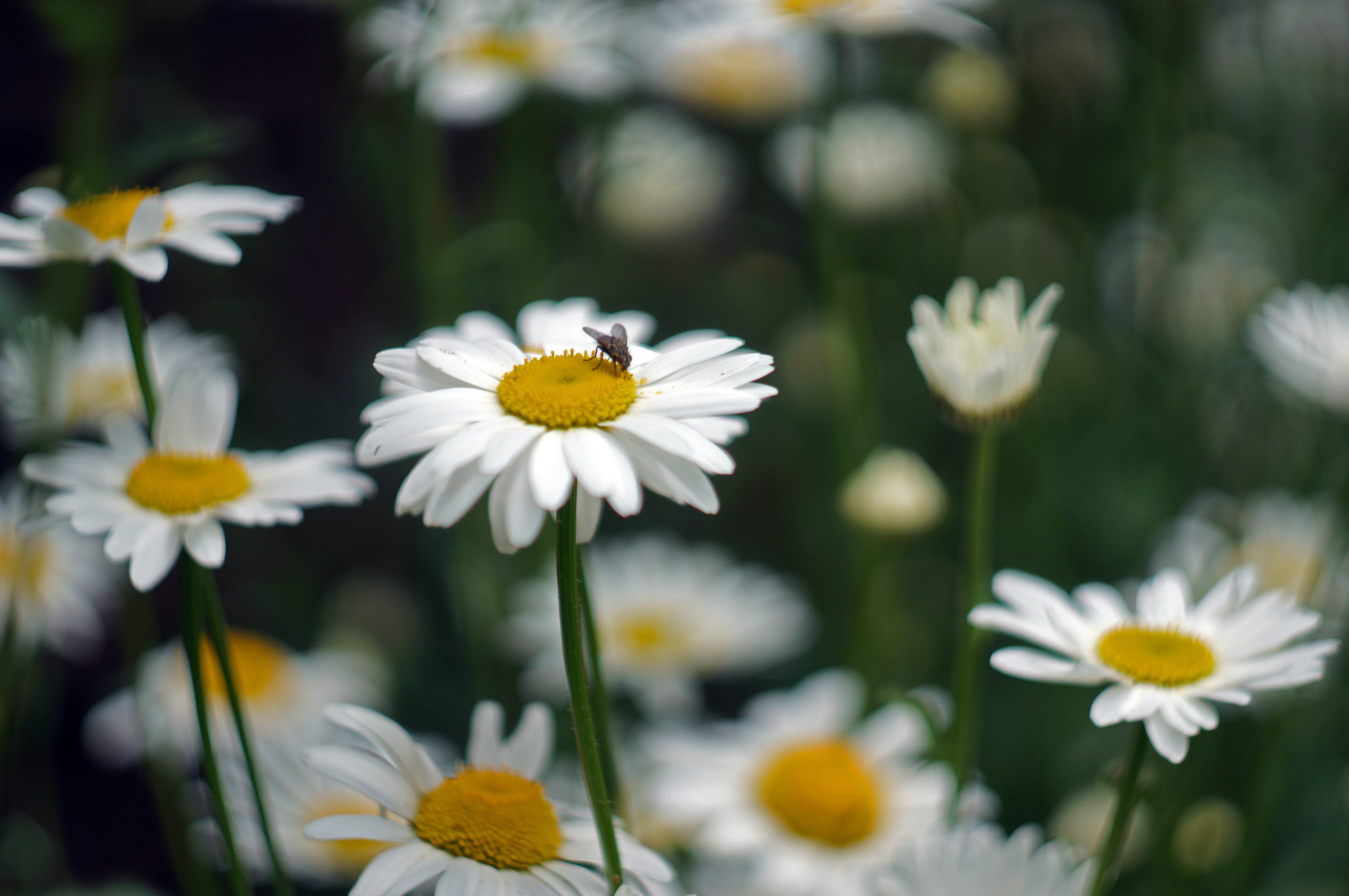 Oxeye Daisies.JPG