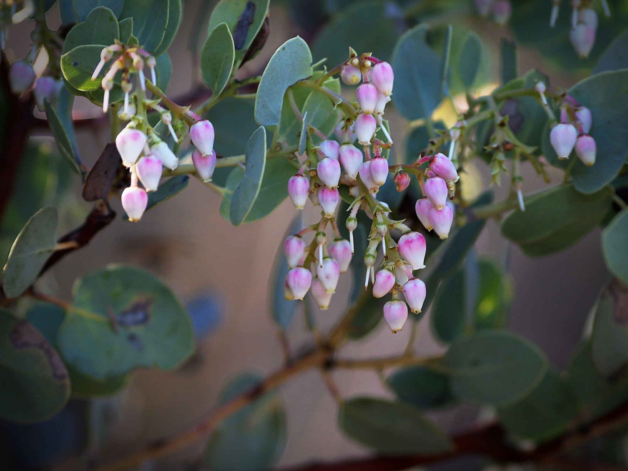 P1013956 manzanita xv.jpg