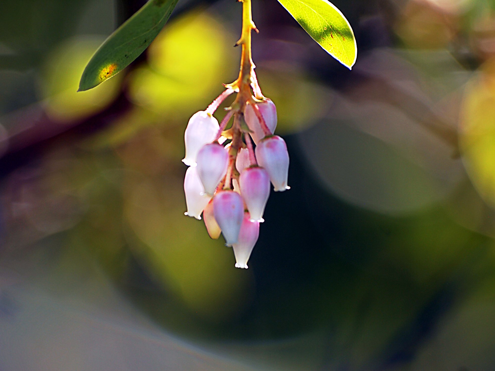 P1013998 manzanita x.jpg