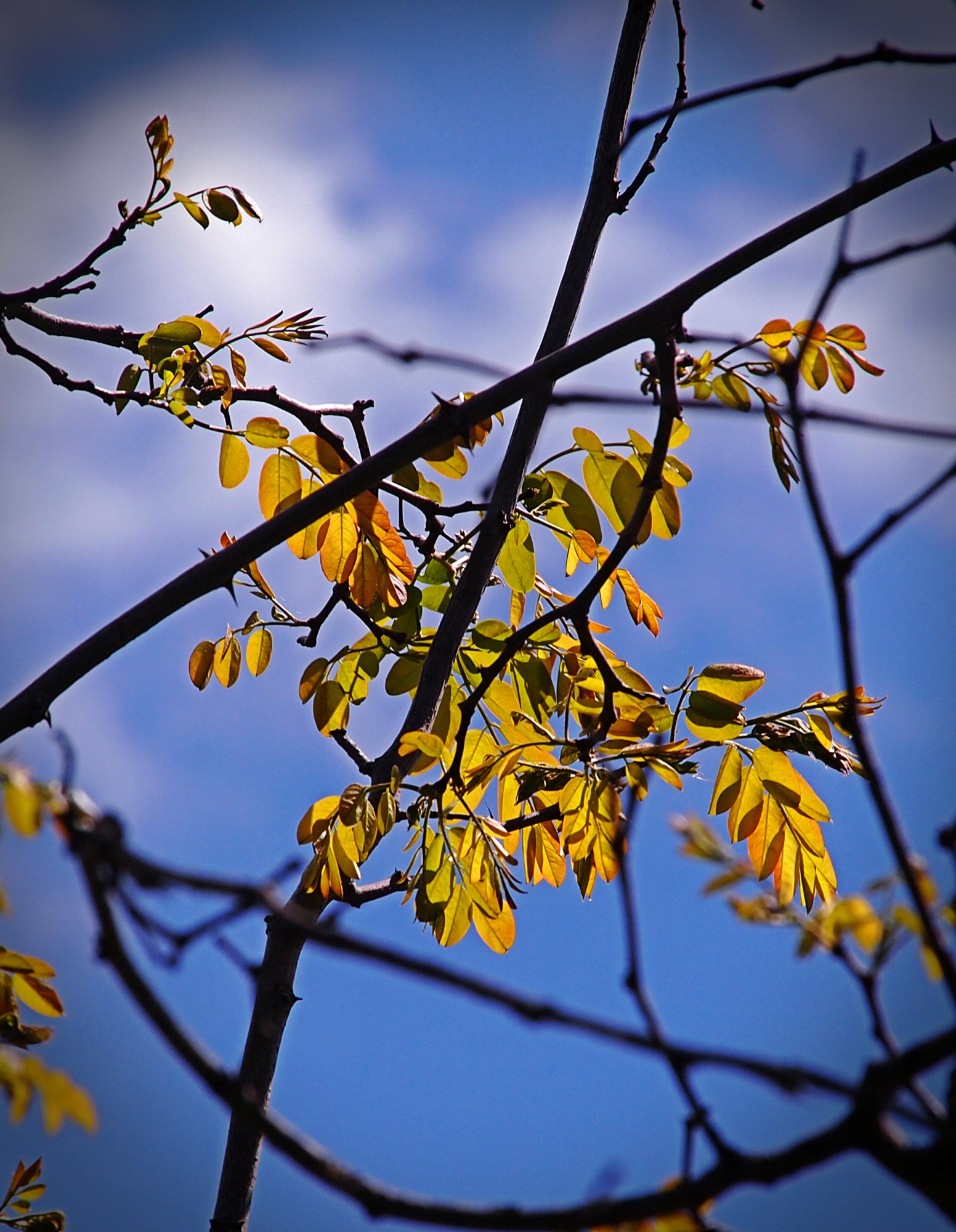 P1014033 new leaves backlit xvcrop2.jpg