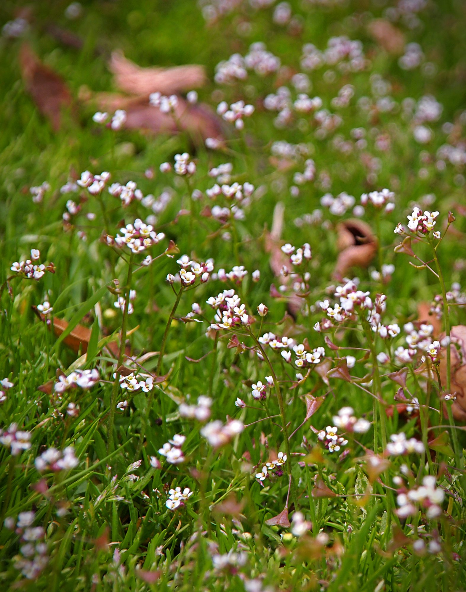 P1014043 many fakery flowers vert xv.jpg