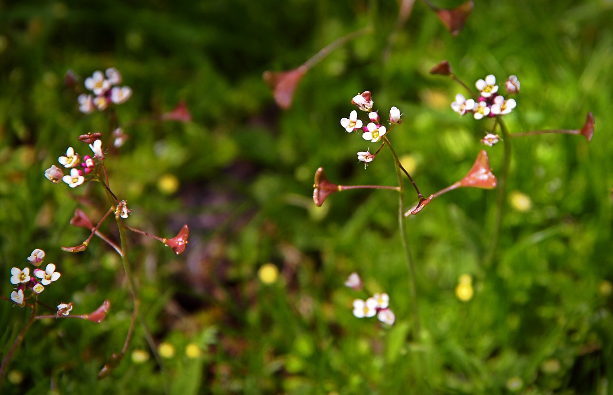 P1014046 faery flowers in the grass xv2.jpg