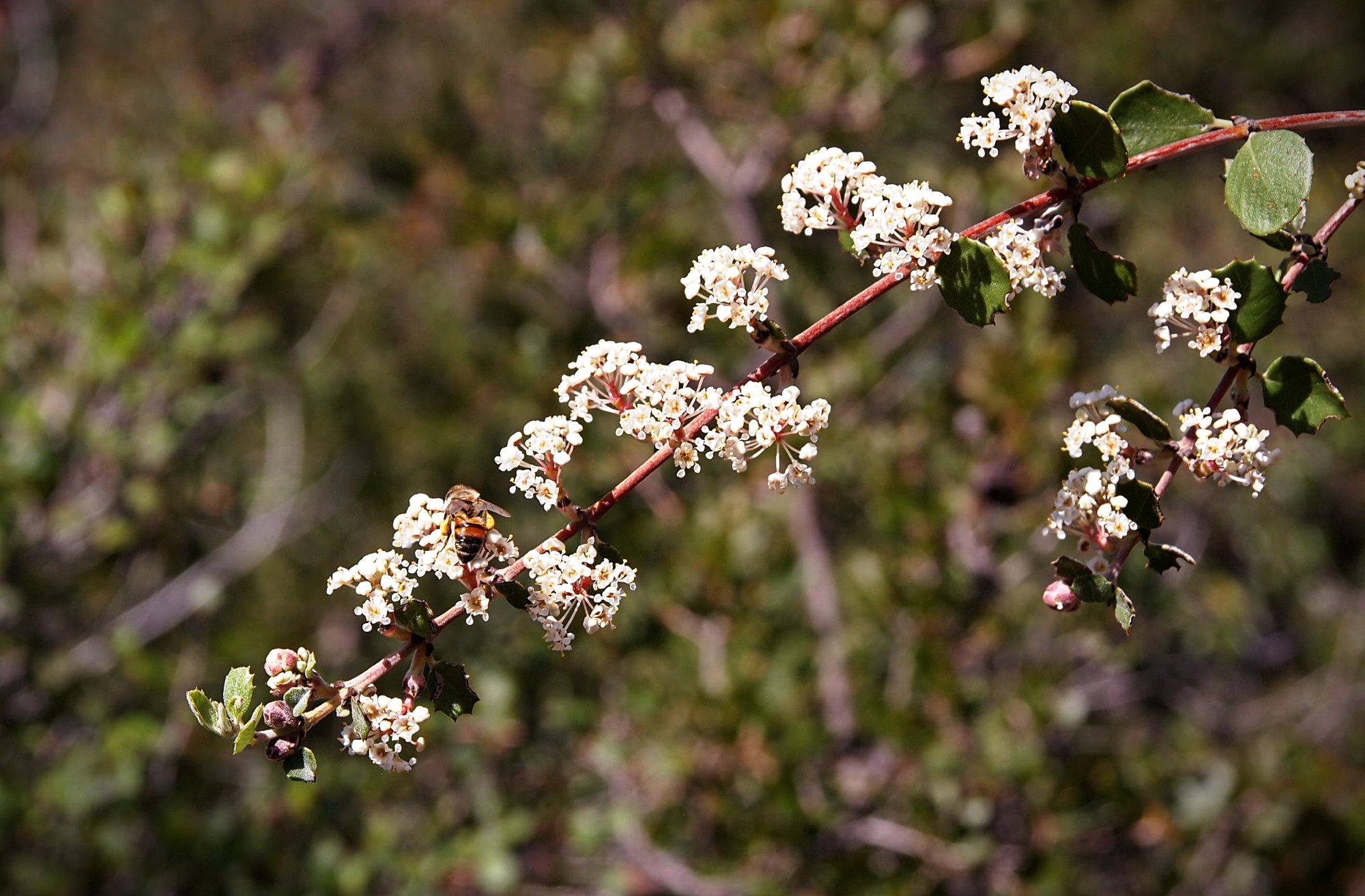 P1014071 new blossoms with bee xv.jpg
