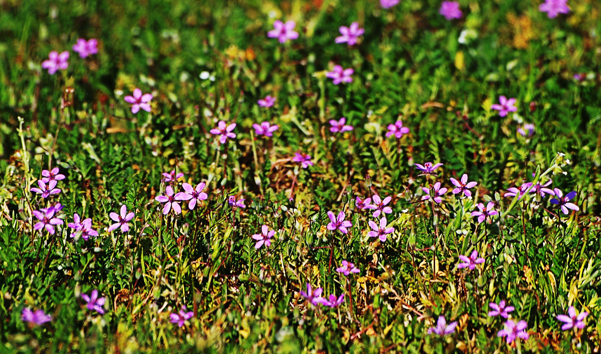 P1014095 little ppl ground flowers x3.jpg