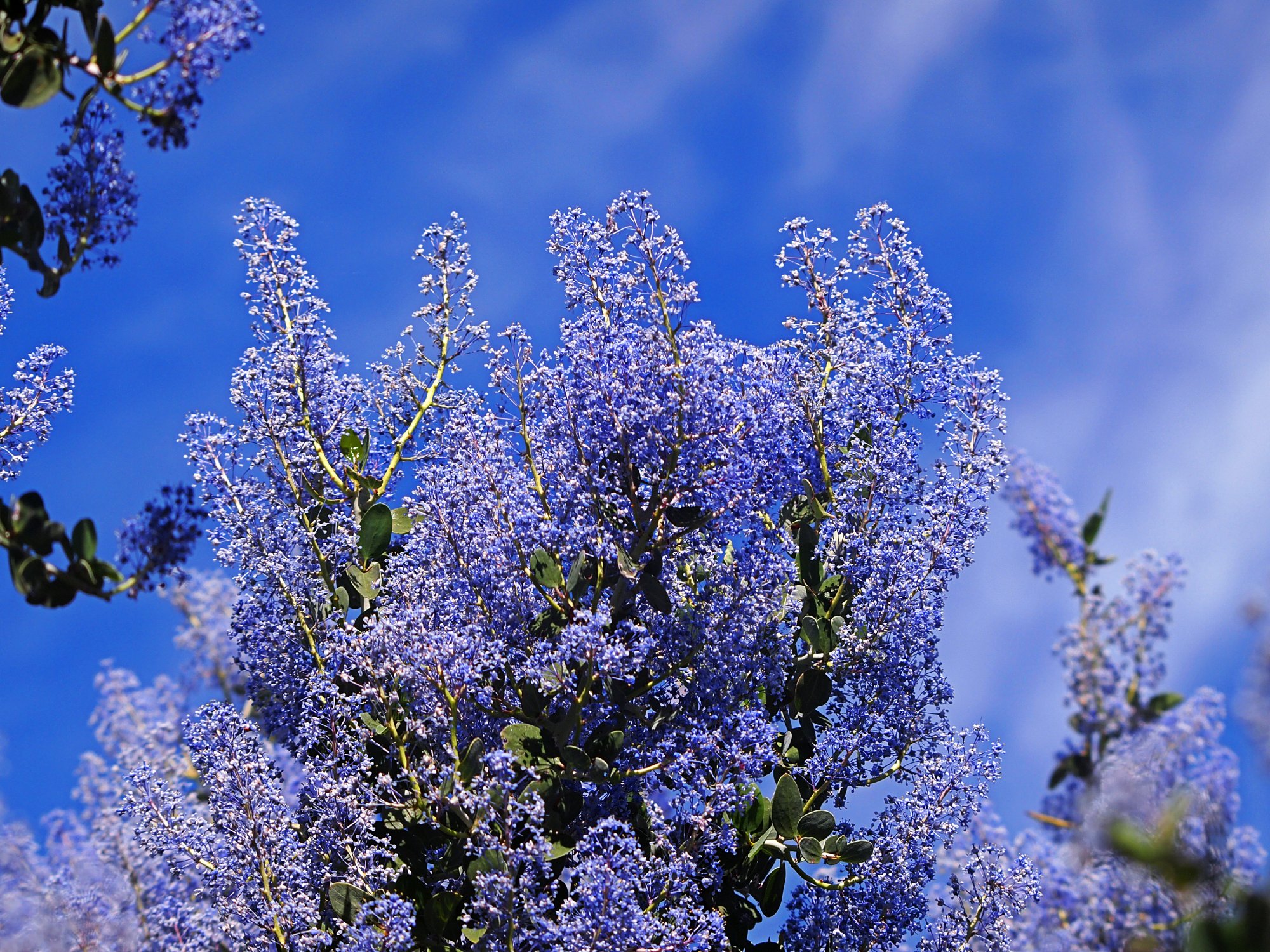 P1014110 x.jpg