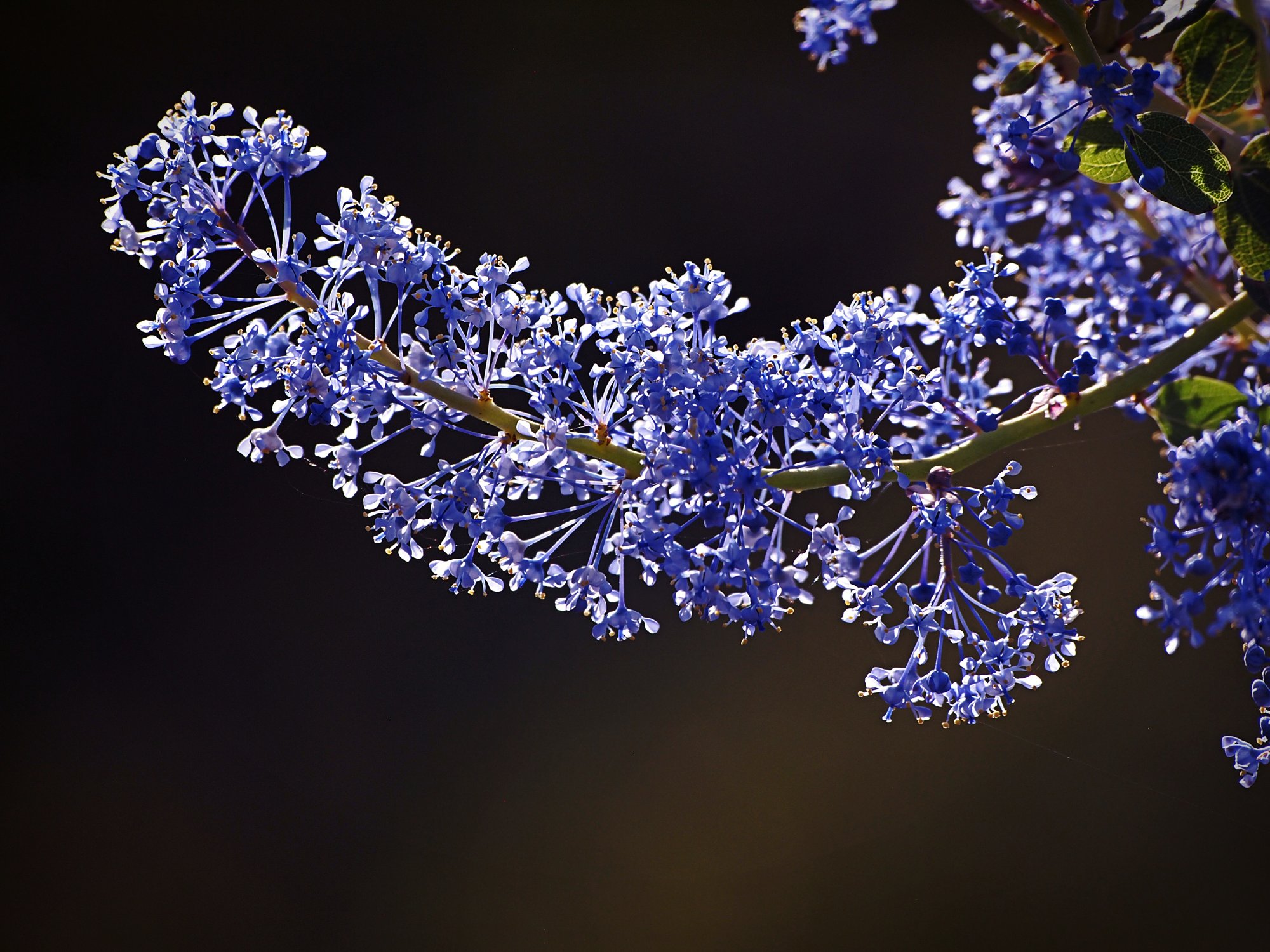 P1014131 cal mtn lilac xv2.jpg
