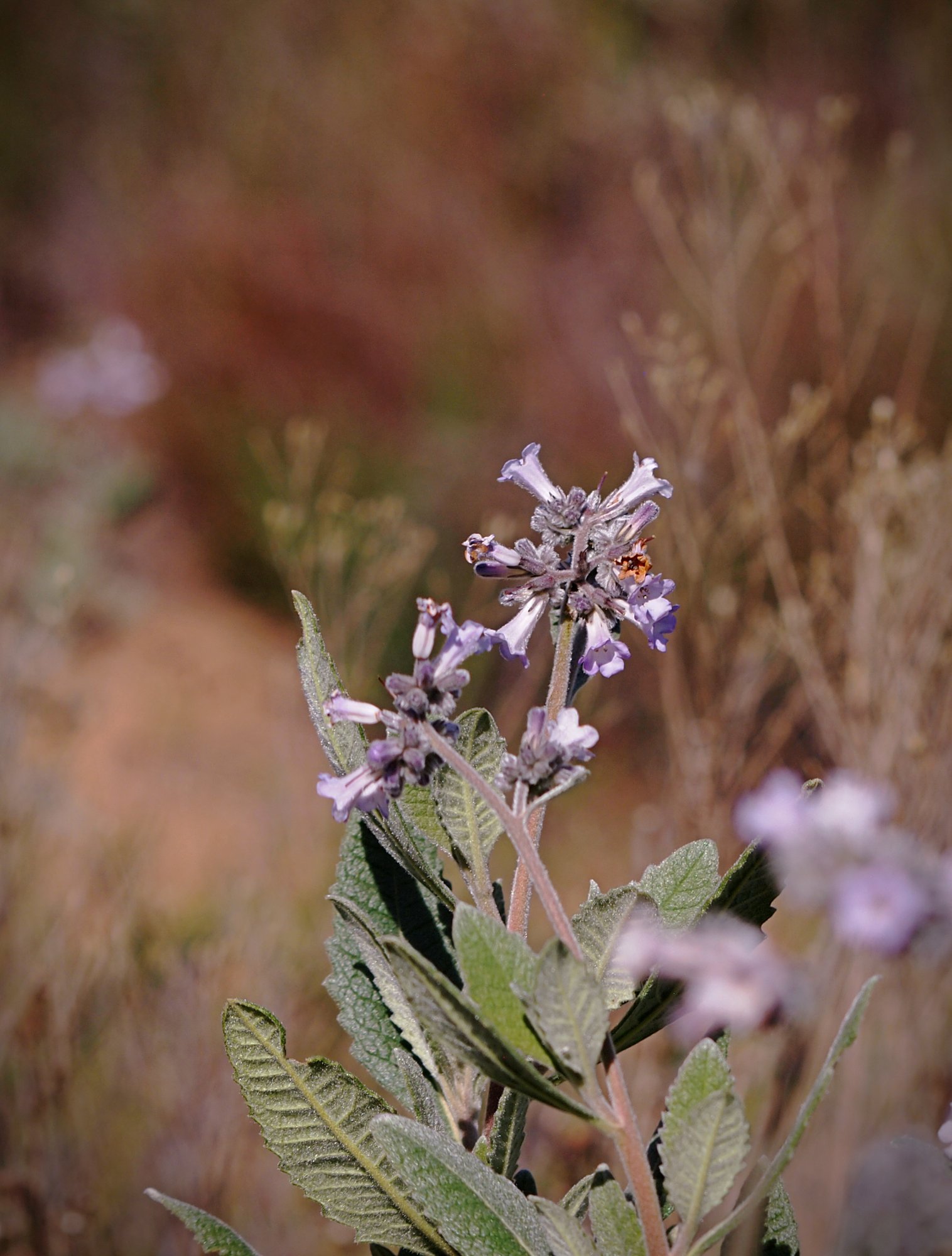P1014146 xv.jpg