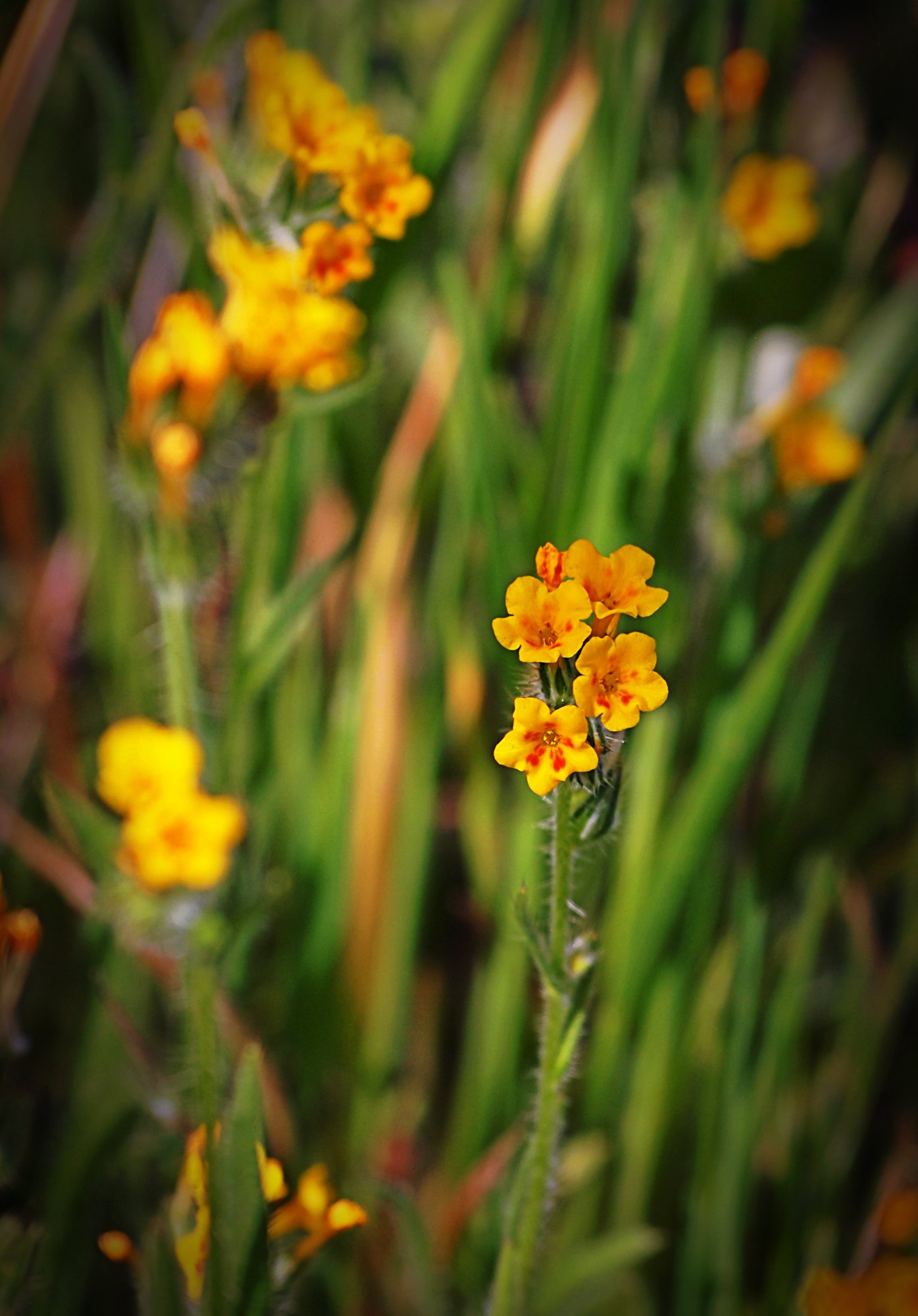 P1014153 xv2.jpg