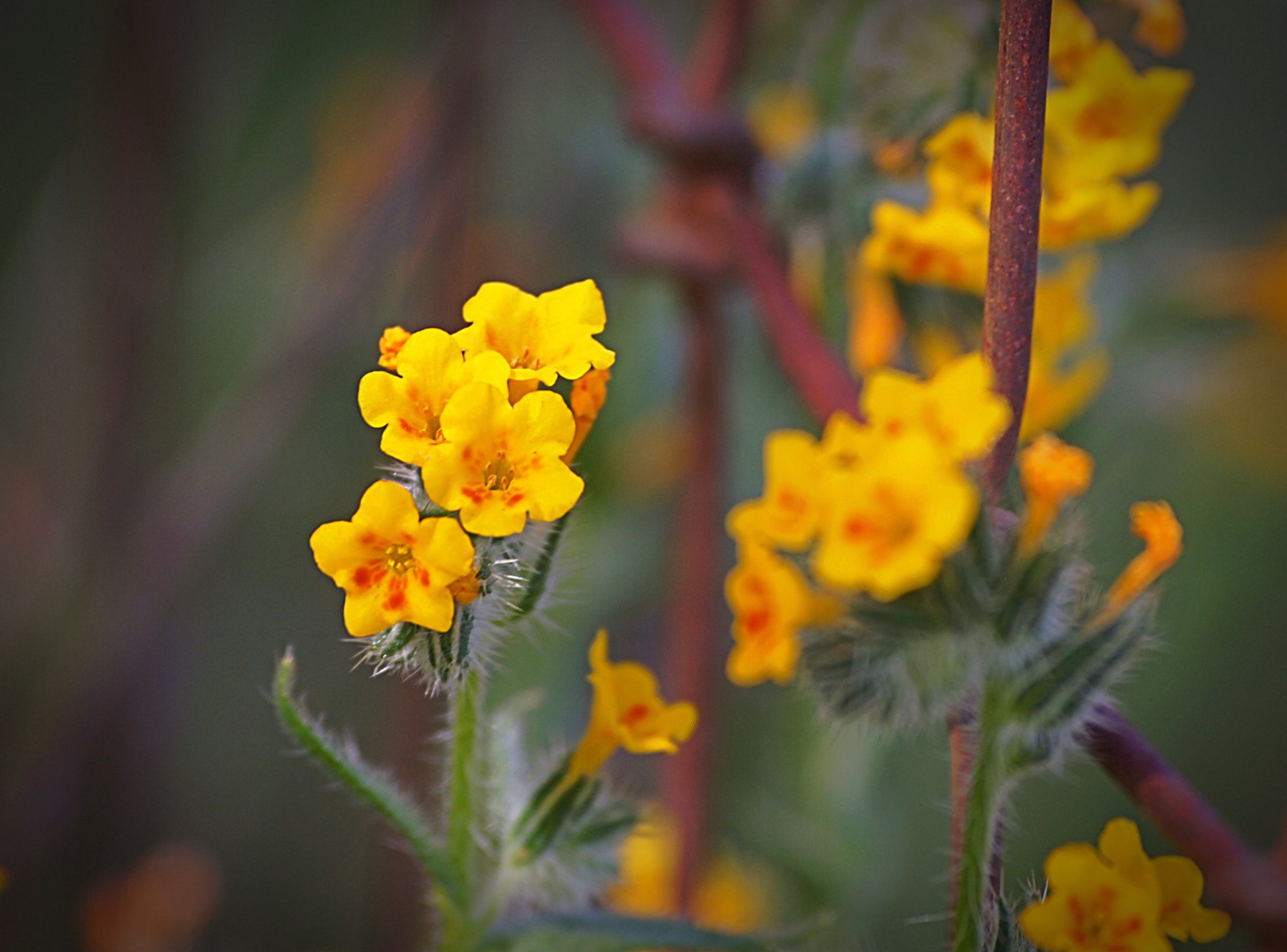 P1014157 xv3.jpg